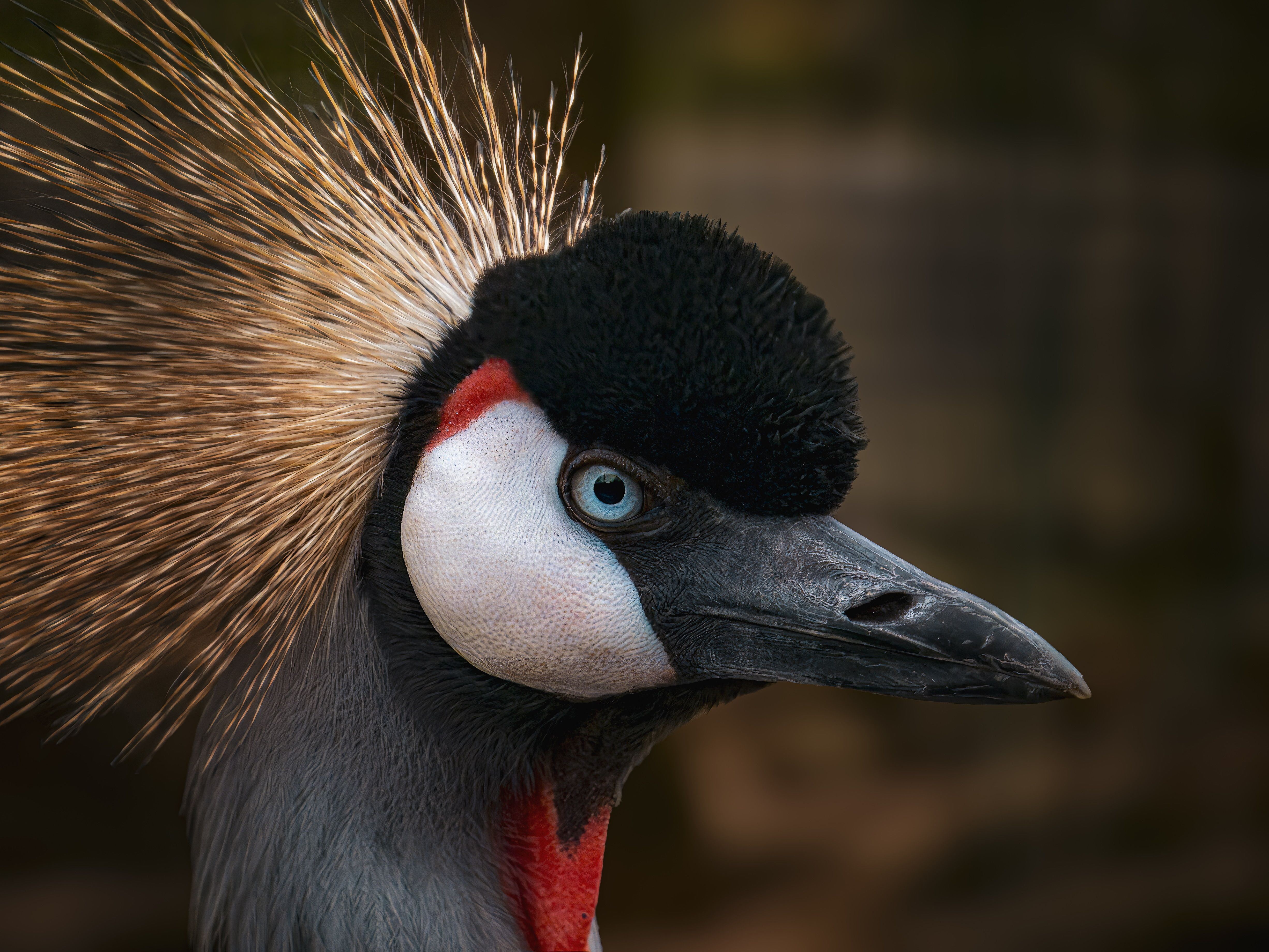 Close-up of a Majestic Grey Crowned Crane · Free Stock Photo