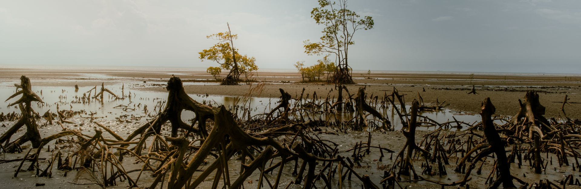 An atmospheric view of mangrove roots at low tide in Tanjong Sepat, Malaysia.