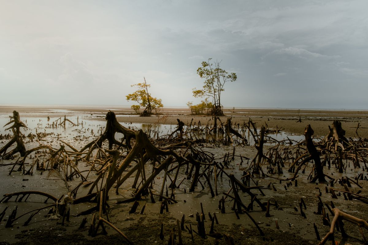 Mangrove roots and tidal water at low tide