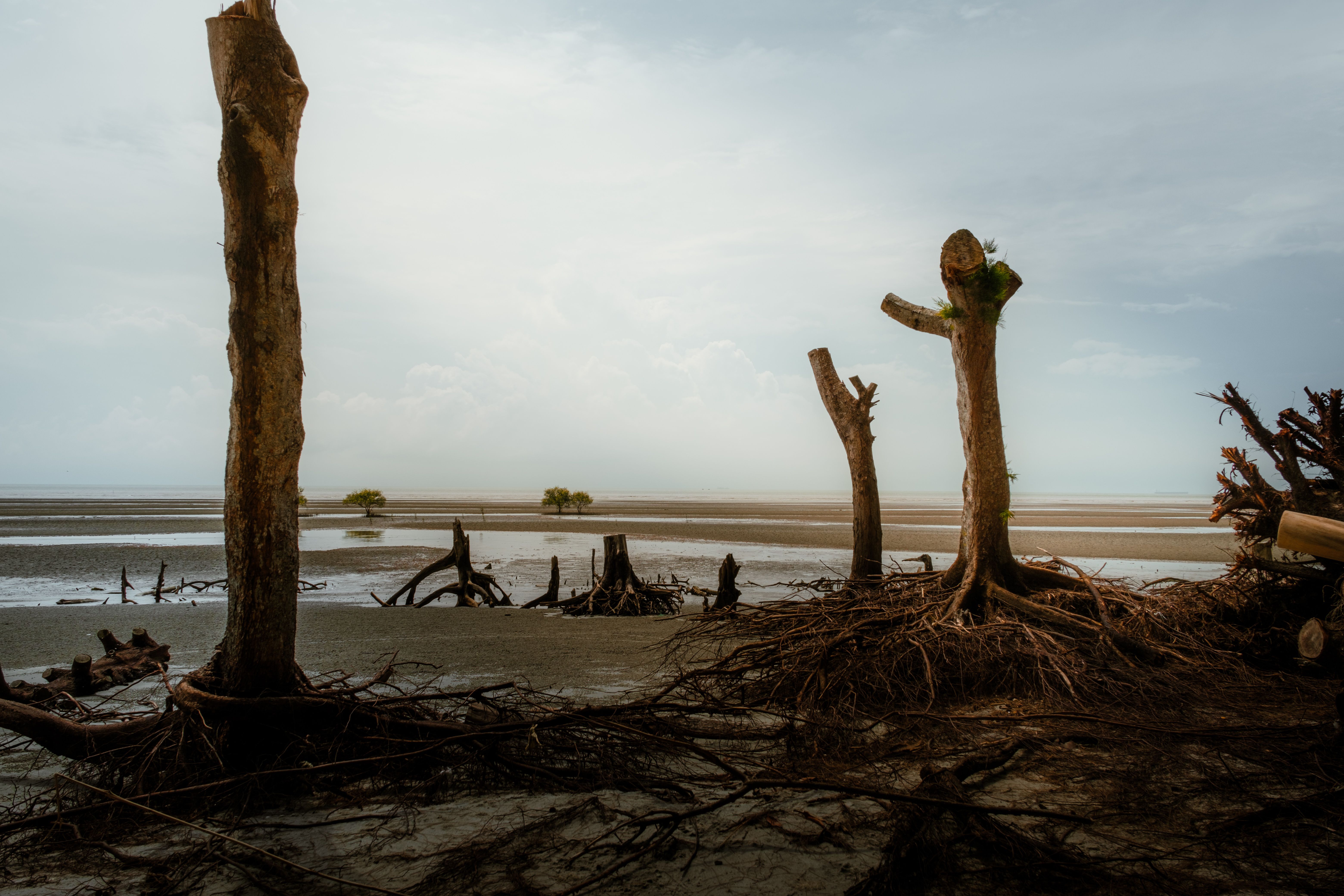 Tanjong sepat mangrove landscape with tree stumps, Guinea-Bissau