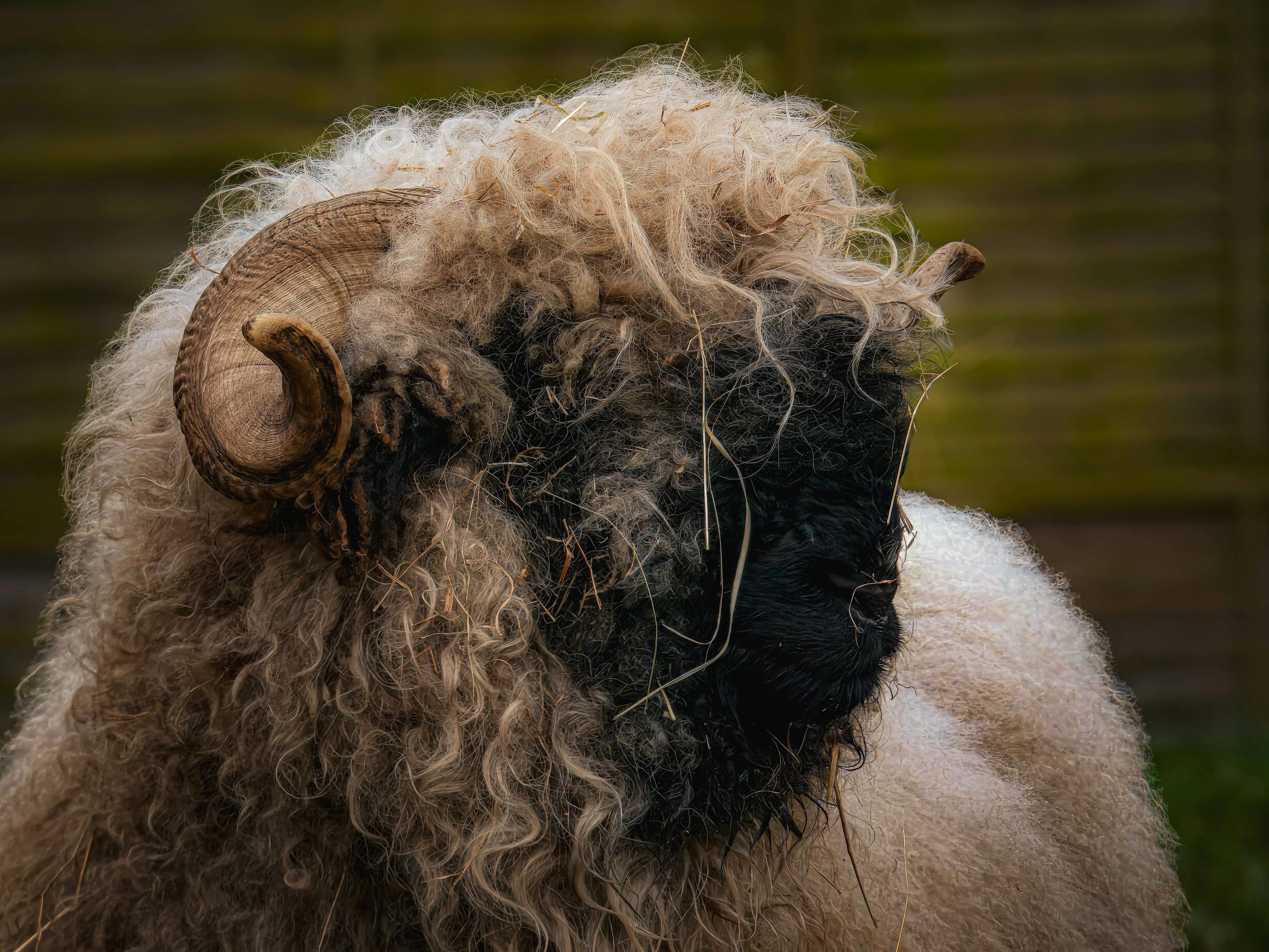 Gratuit Une image détaillée d'un mouton à nez noir du Valais mettant en valeur sa laine bouclée et sa tête cornue. Photos