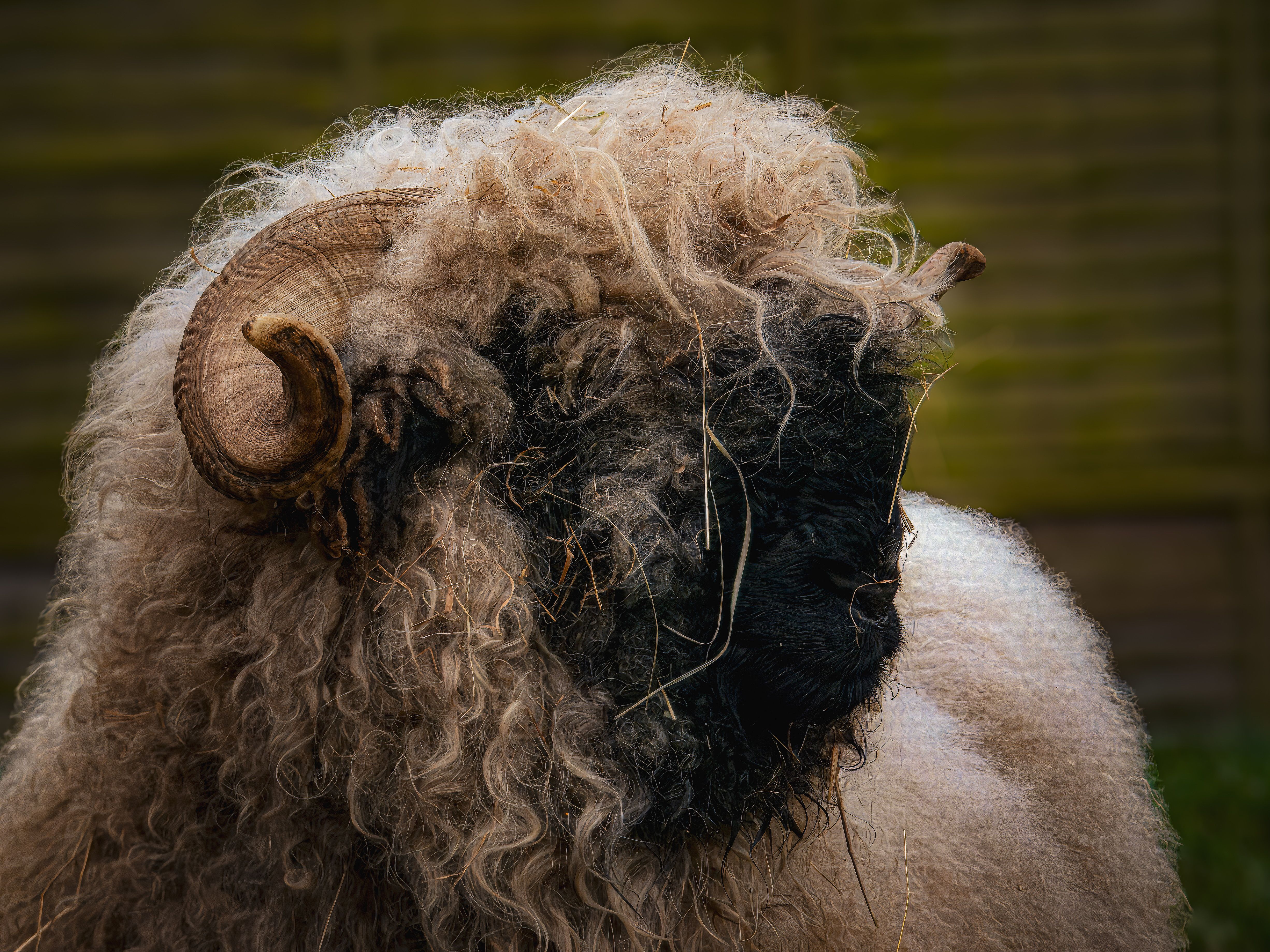 Ram Rastlin Photos, Download The BEST Free Ram Rastlin Stock Photos ...