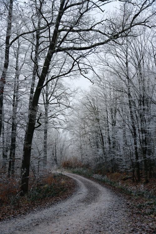 Free A winding path through a frosty forest landscape, capturing winter's serene beauty. Stock Photo