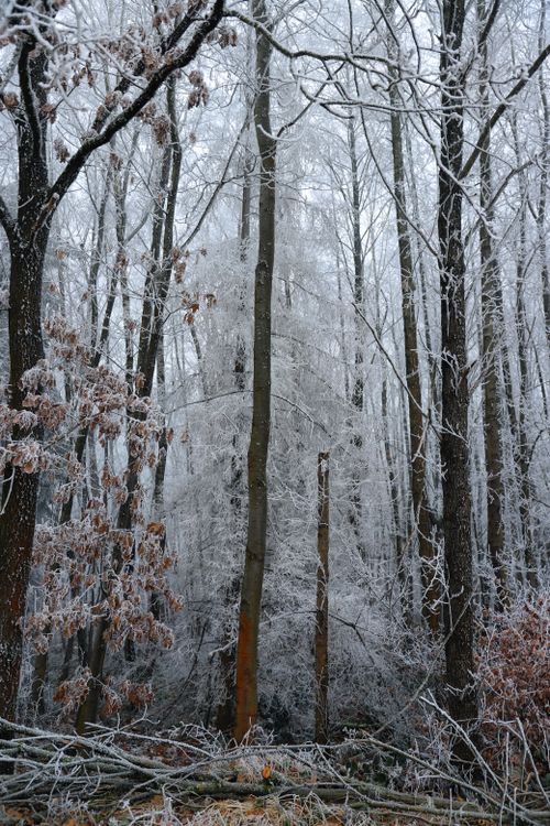 Free A serene winter forest scene featuring frost-covered trees and icy branches. Stock Photo