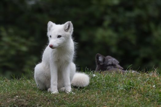 fox photo