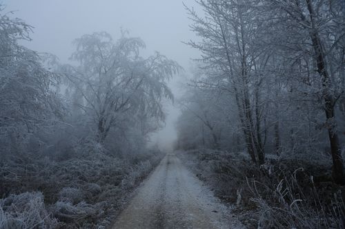 Free Mysterious frosty forest path enveloped in winter fog creating an enchanting landscape. Stock Photo