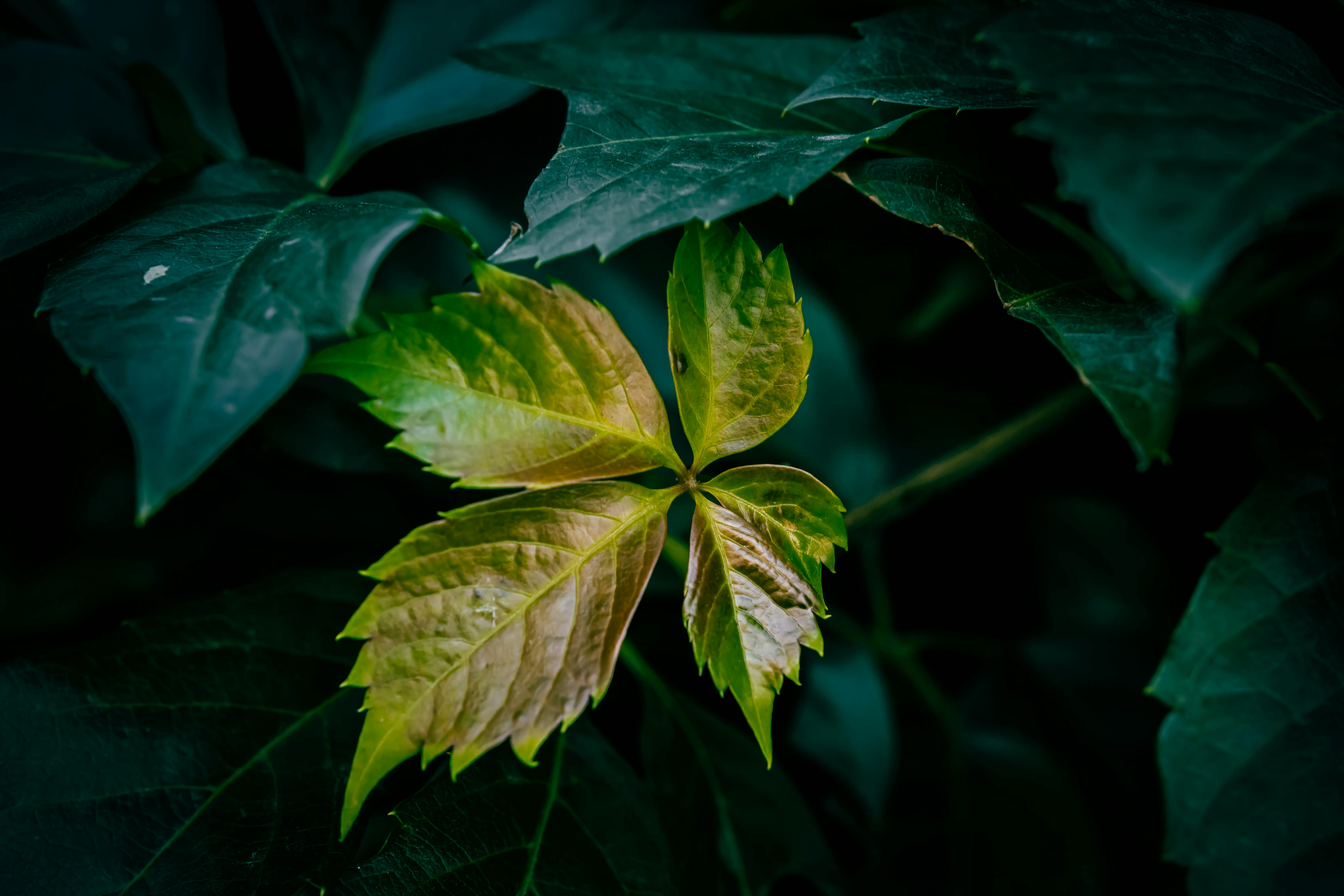 Plantas de Goa acumulam ouro em forma de nanopartículas através de processo biológico