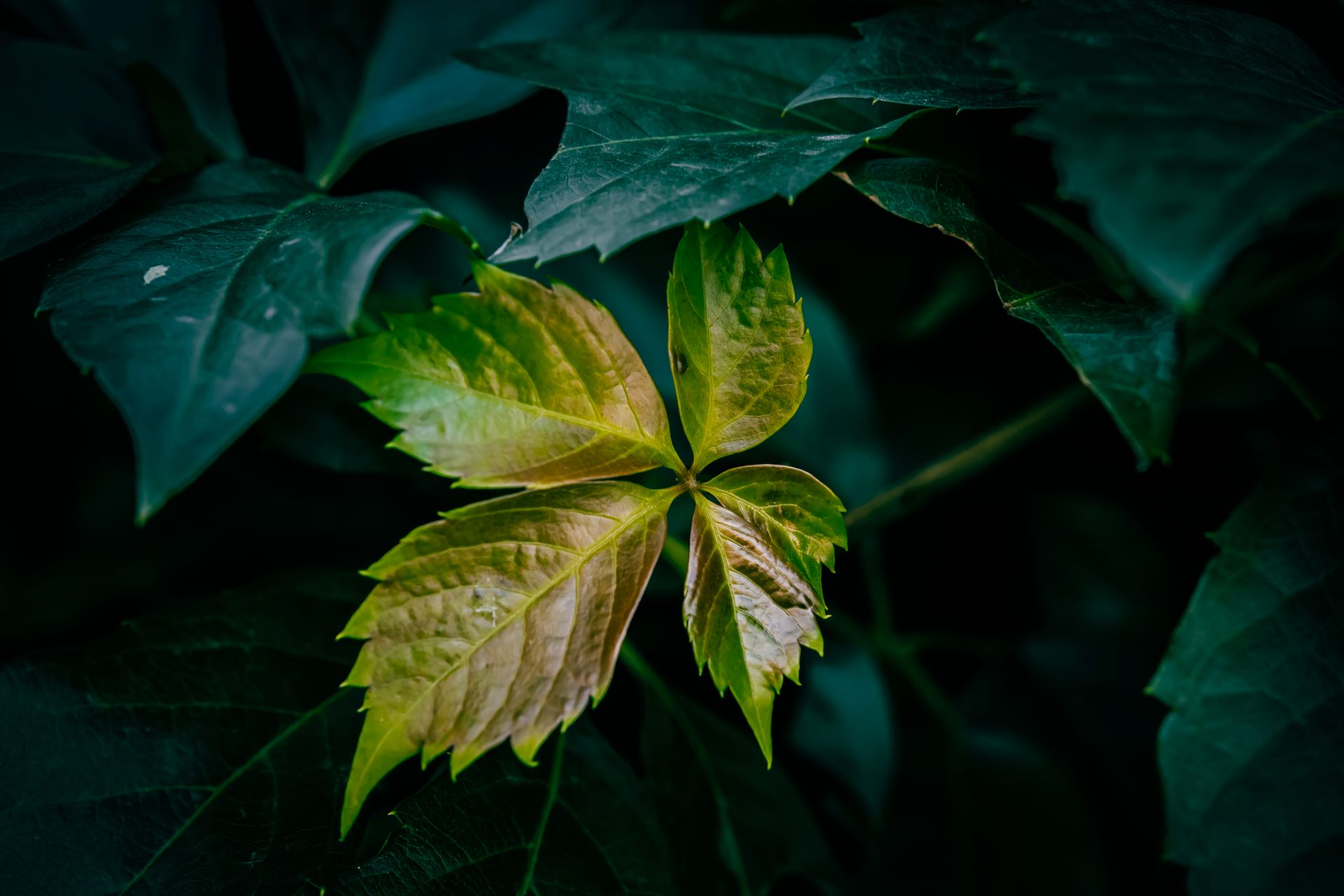 A close up of green Japanese creeper leaves