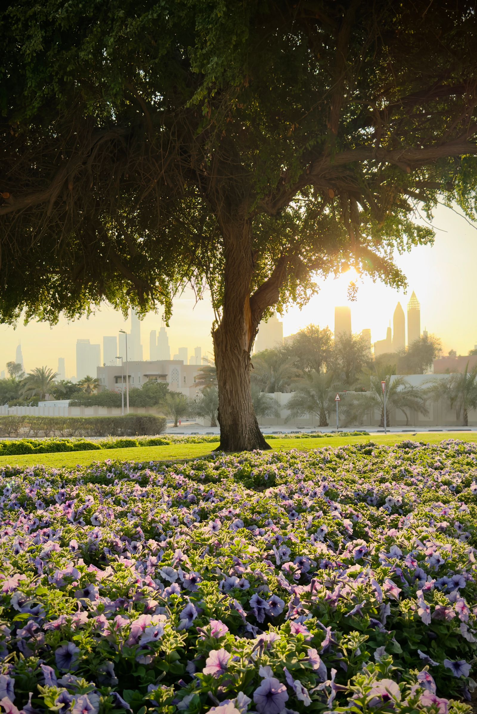 The park, at dusk