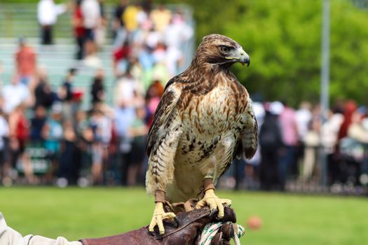 A majestic eagle perched on a gloved hand in an outdoor setting with a blurred crowd backdrop.