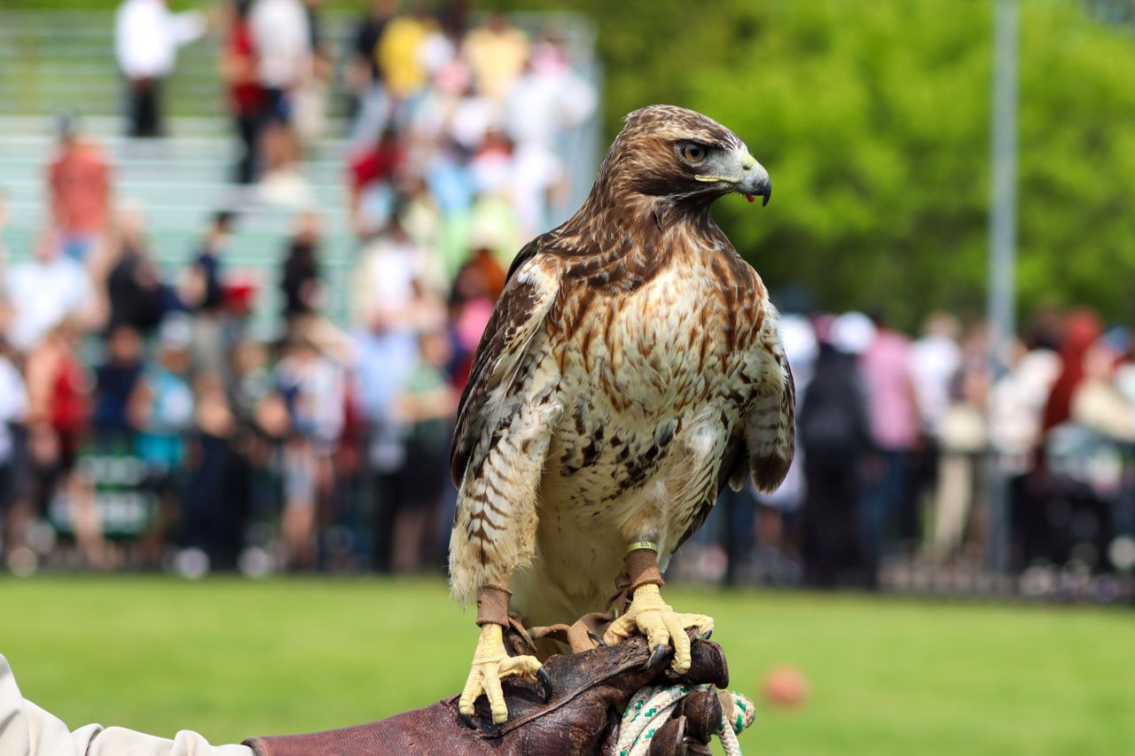 a majestic eagle perched on a gloved hand in an outdoor setting with a