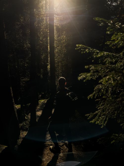 Free Silhouette of a person walking through a dense forest at sunrise, with sunbeams filtering through the trees. Stock Photo