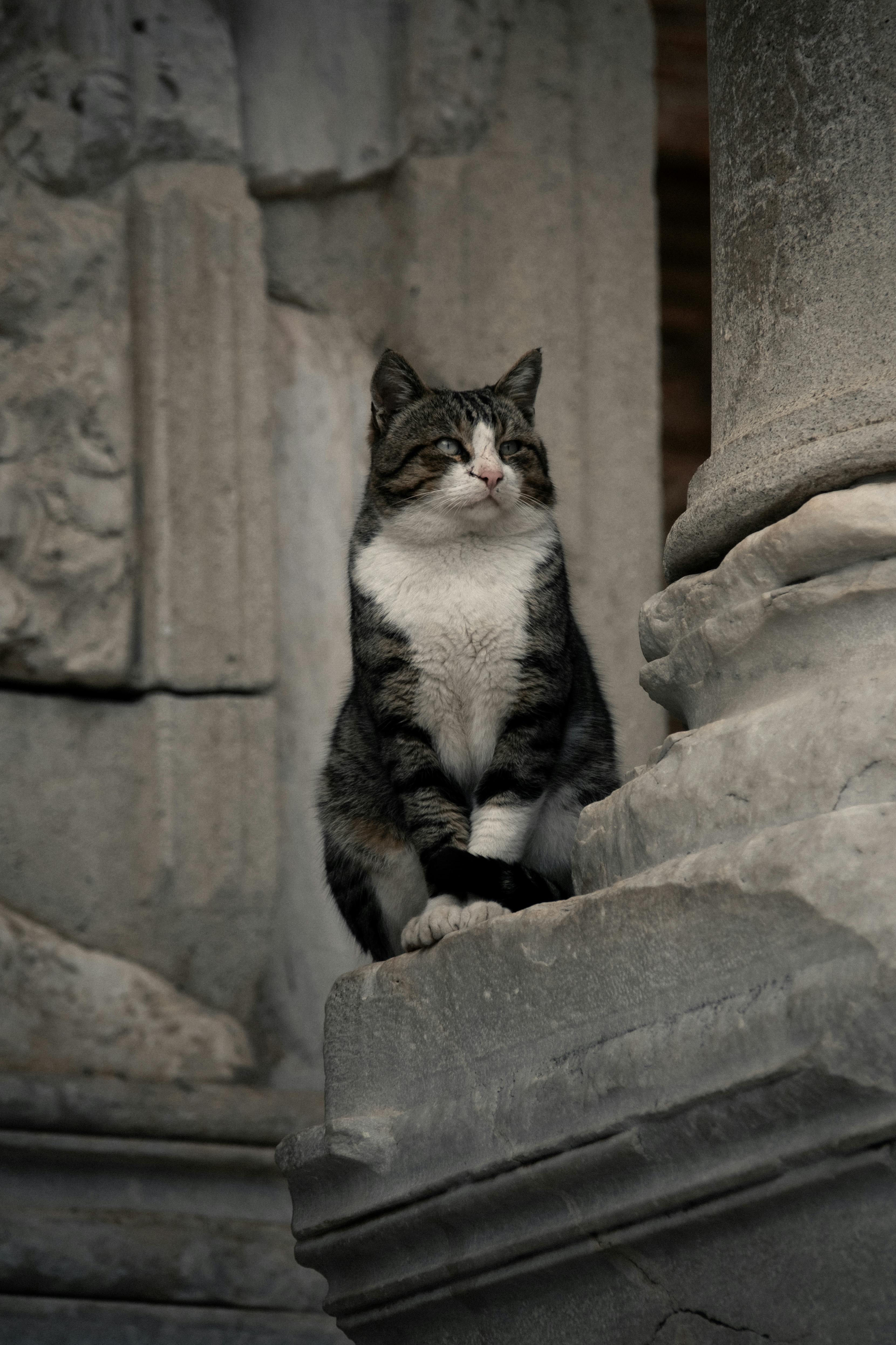 A cat perched among the ancient ruins of Ephesus, Türkiye, exuding a classic charm.