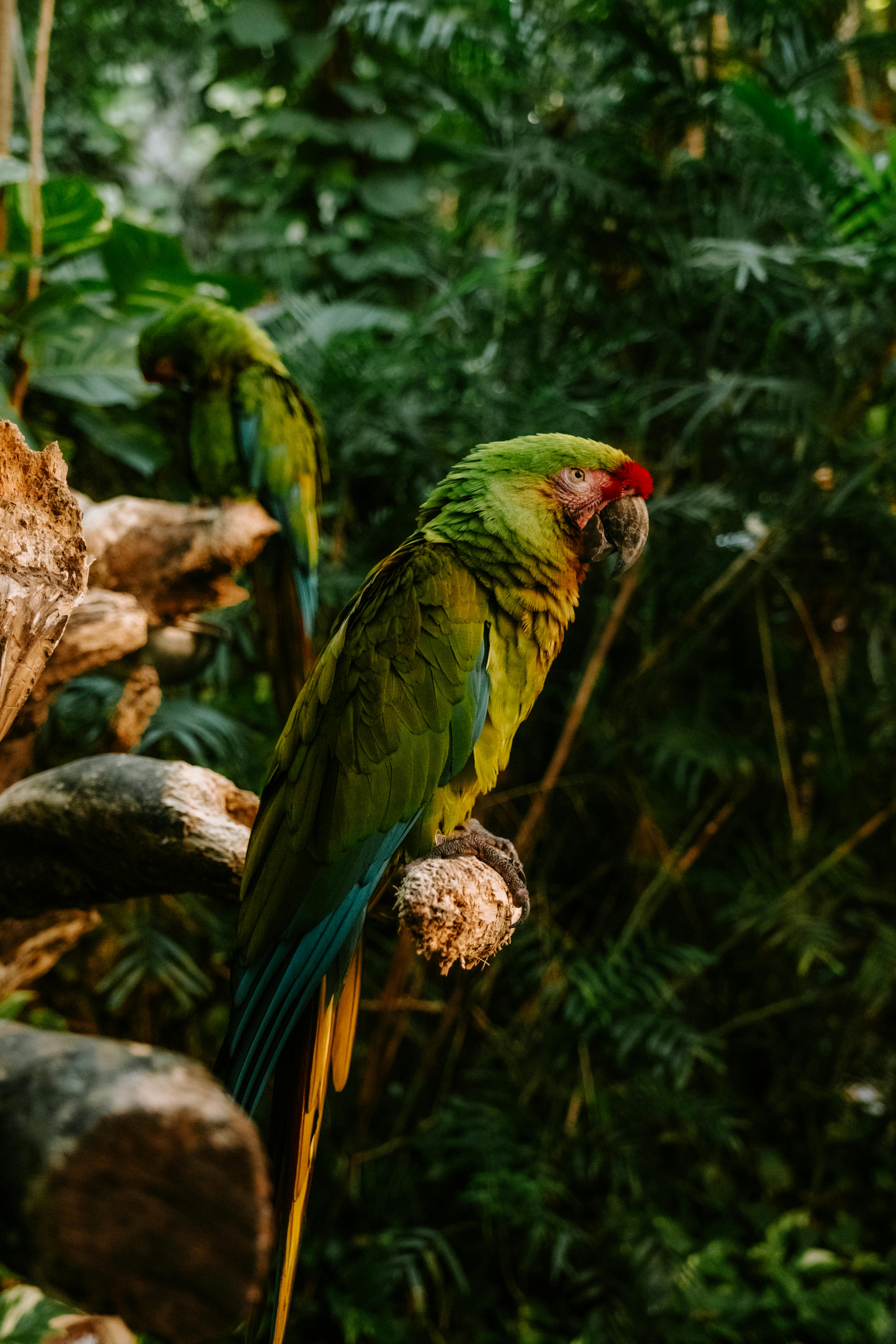 Vibrant macaws perched in a lush Cancun jungle setting, showcasing their bright plumage.