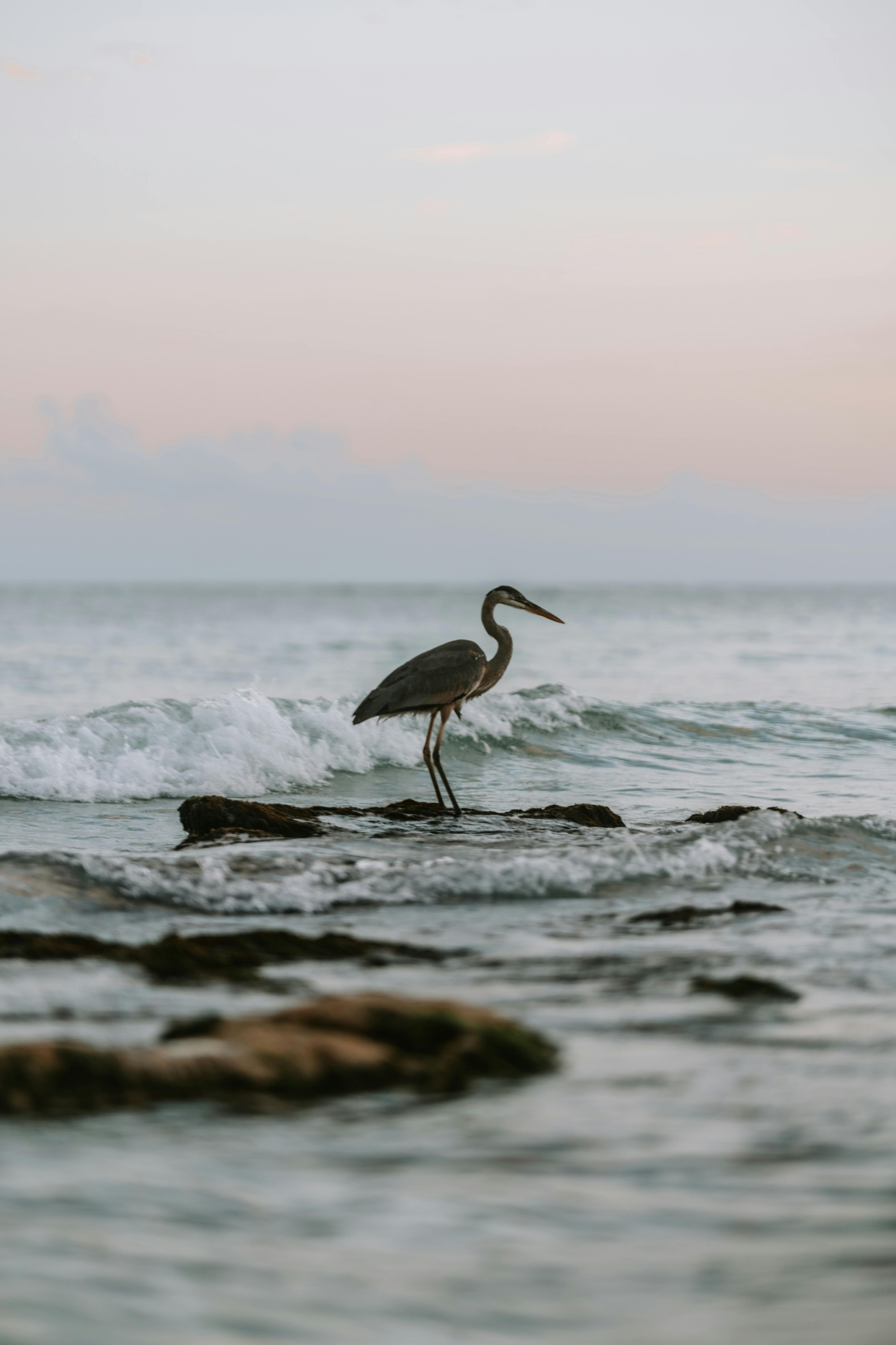 A heron stands gracefully on a rocky shore during sunset in Quintana Roo, Mexico.