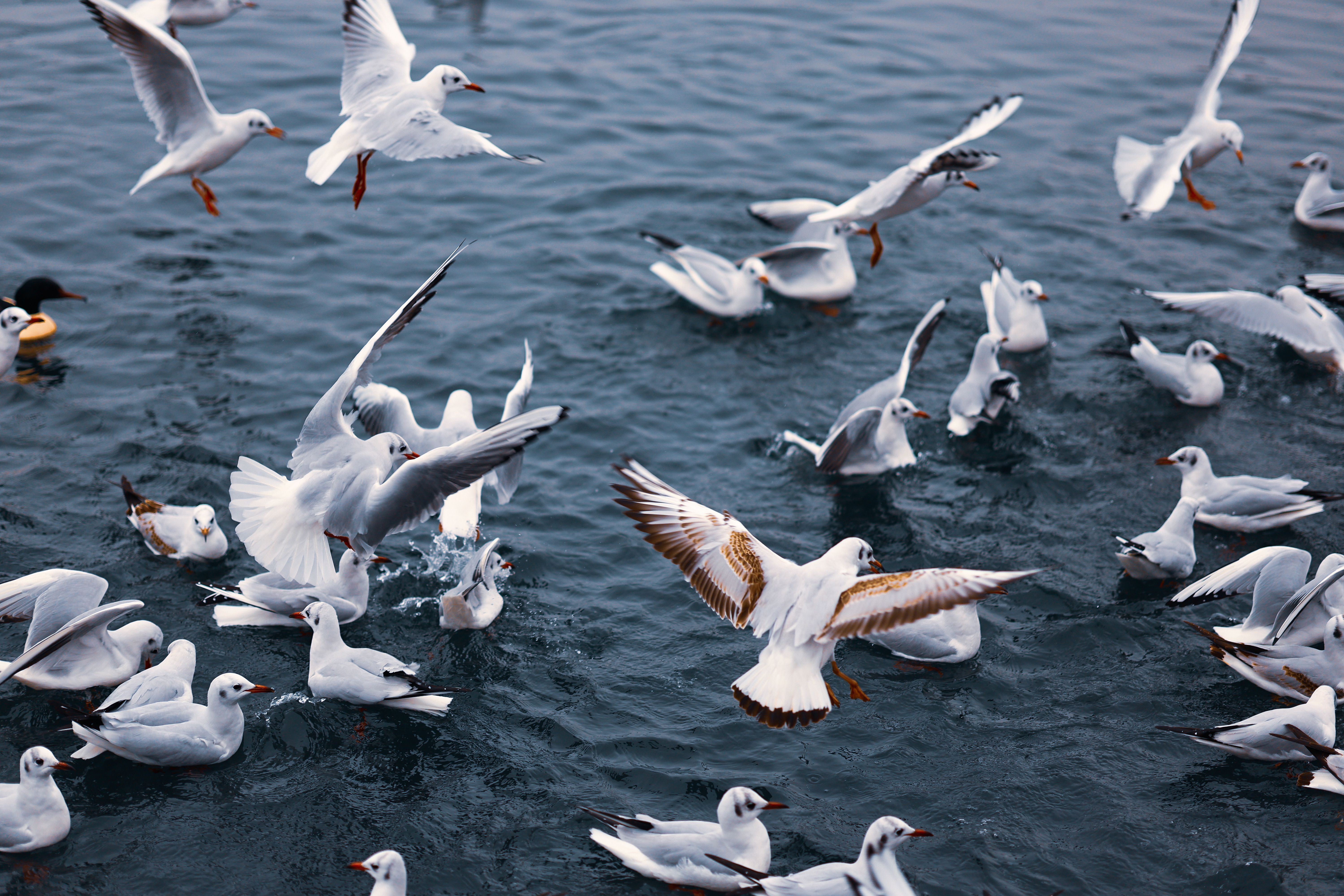 Dynamic flock of seagulls soaring and landing on ocean water, showcasing natural bird behavior.