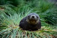 A peaceful fur seal resting on grass in Grytviken, South Georgia Island, creating a serene wildlife portrait.
