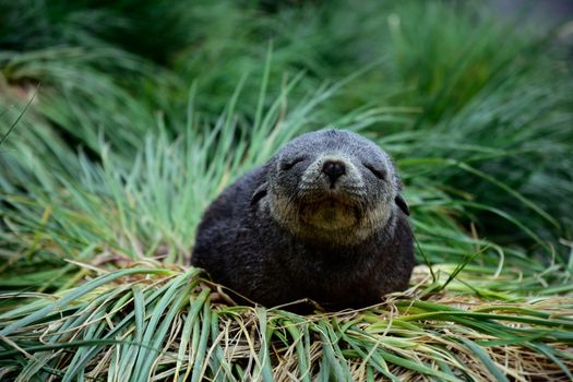 A peaceful fur seal resting on grass in Grytviken, South Georgia Island, creating a serene wildlife portrait.
