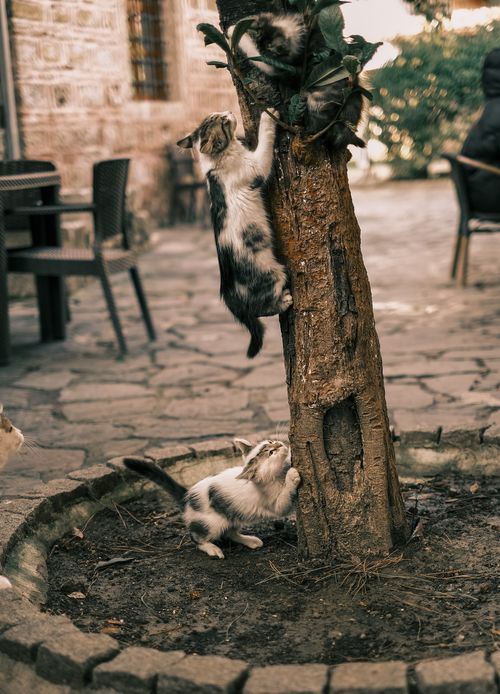 Free Adorable kittens climbing a tree on a stone courtyard in Türkiye. Stock Photo
