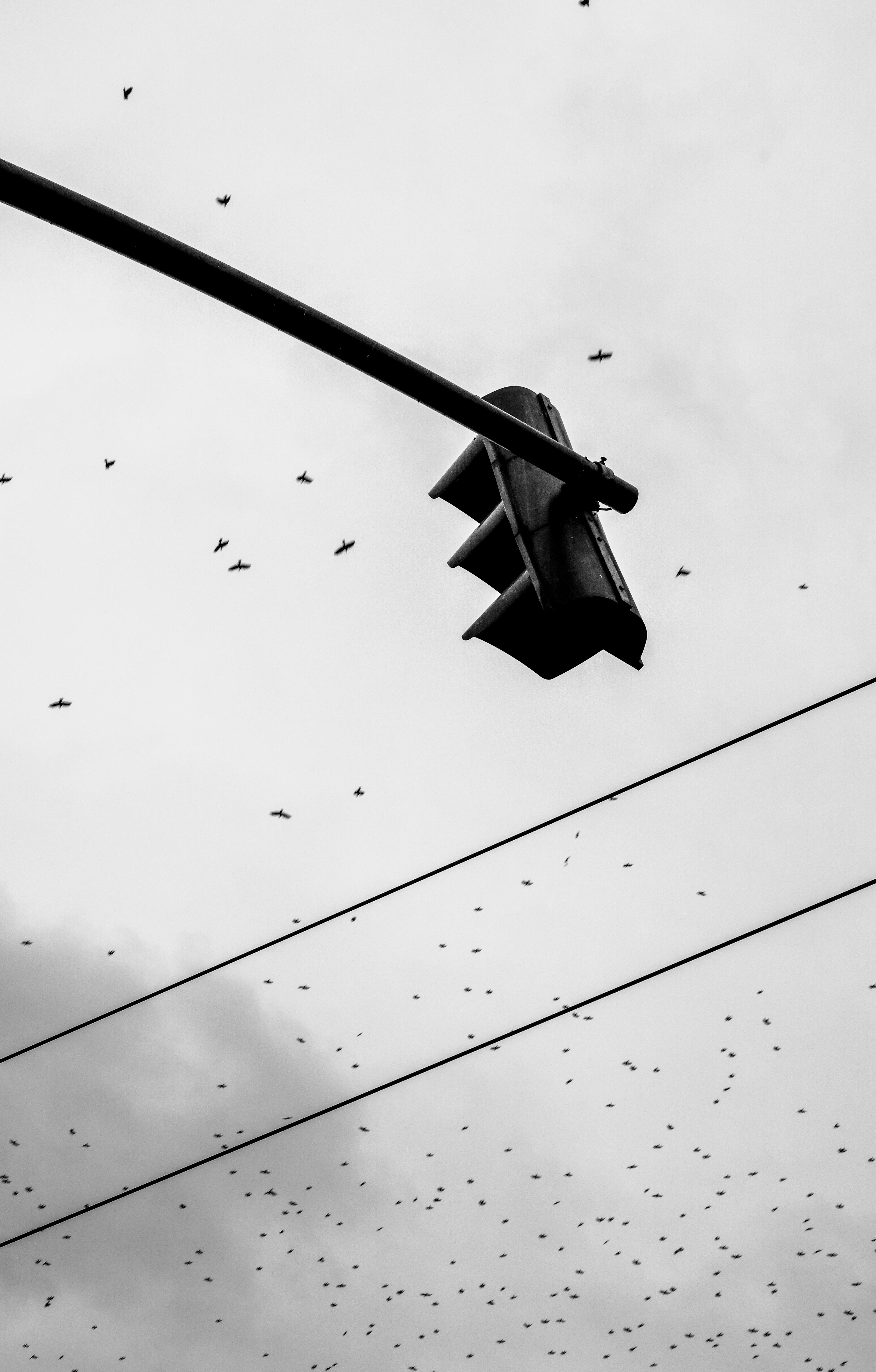Gratuit Une photo en noir et blanc d'un feu de circulation sur un ciel rempli d'oiseaux. Photos
