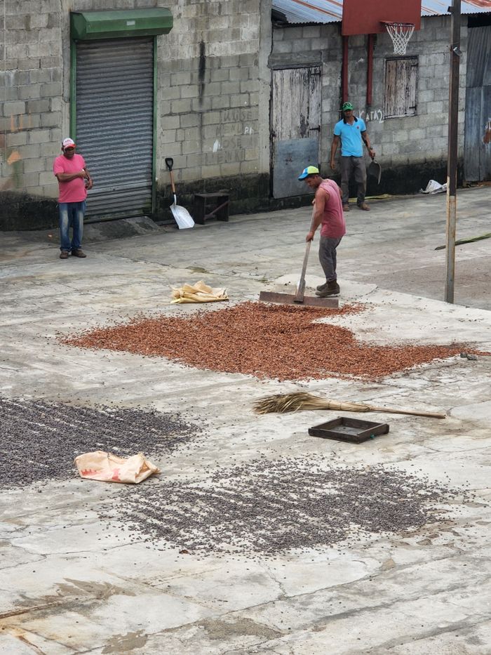 Cacao secándose