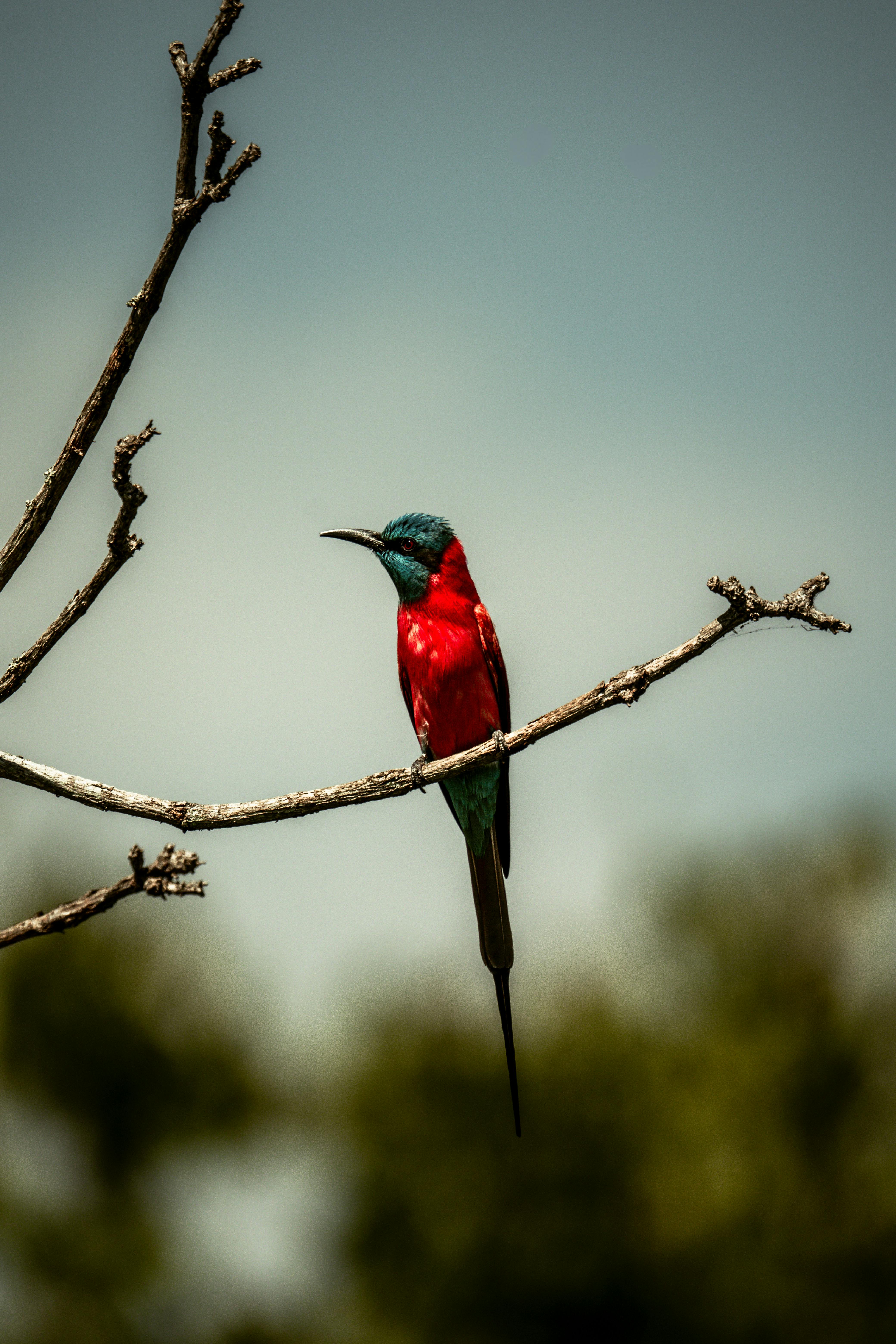 vibrant carmine bee eater perched on a branch