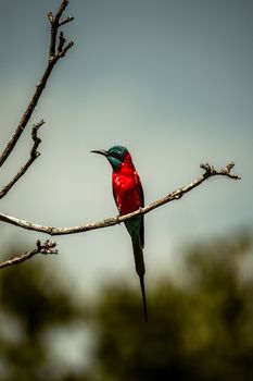 bird photo