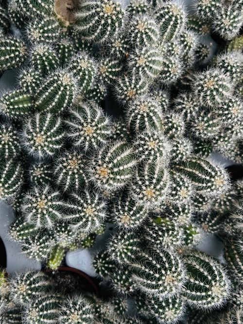Free Detailed top view of clustered cacti showcasing natural patterns and textures. Stock Photo