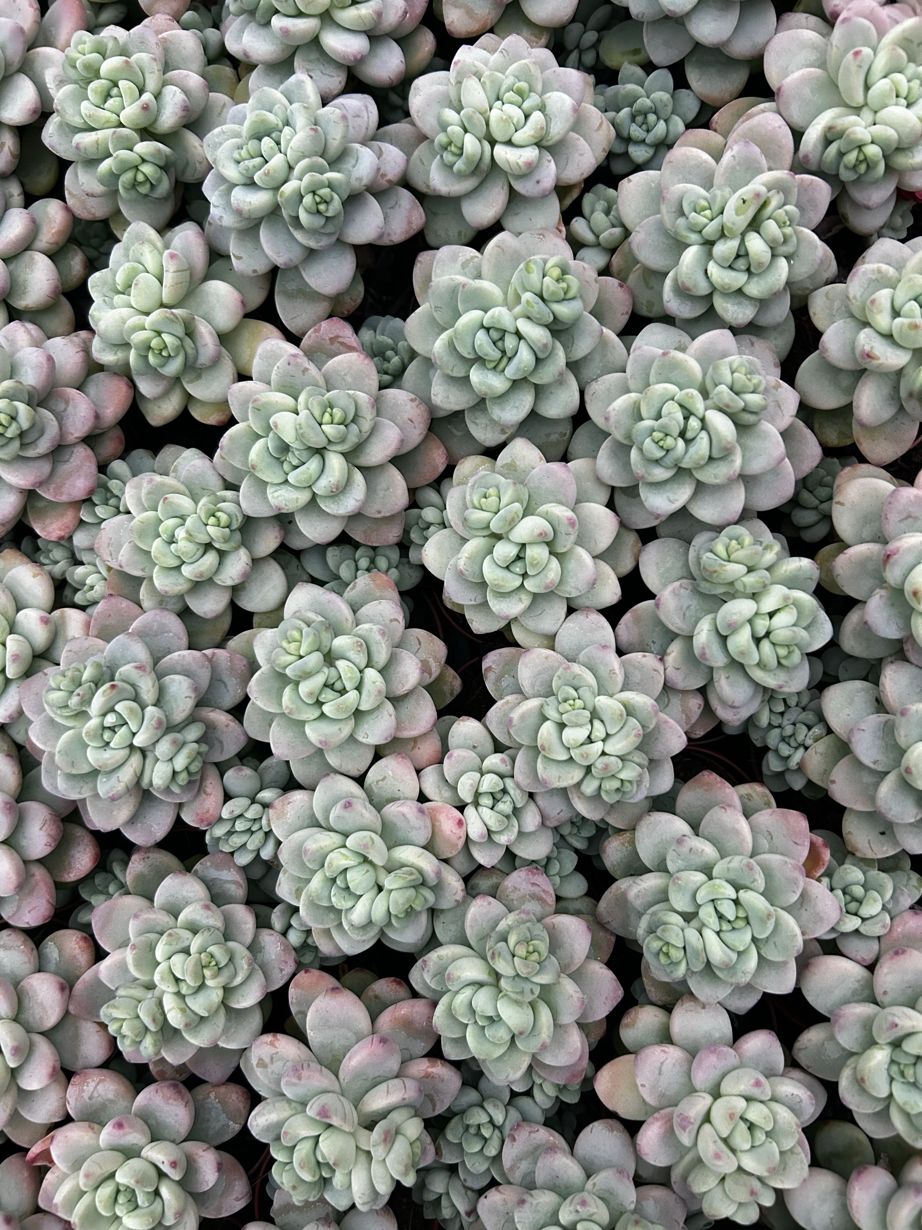 Beautiful Rosettes of Succulent Plants Close-up · Free Stock Photo