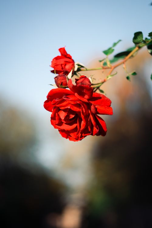 Vibrant Red Roses in Autumn Sunlight · Free Stock Photo