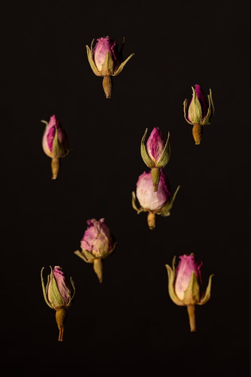 Pink Rose Lot With Black Background