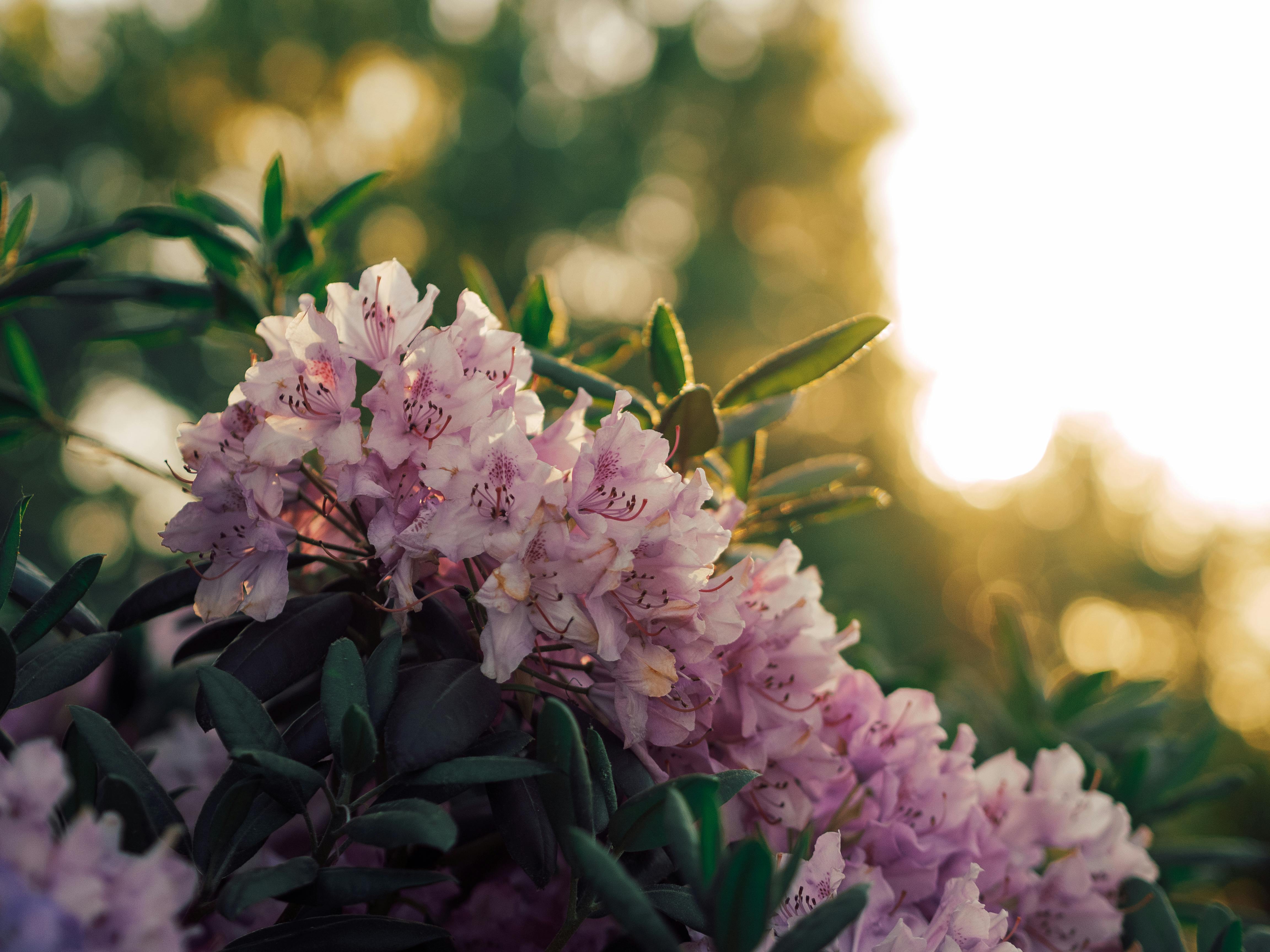 pink rhododendron blossoms in summer sunlight