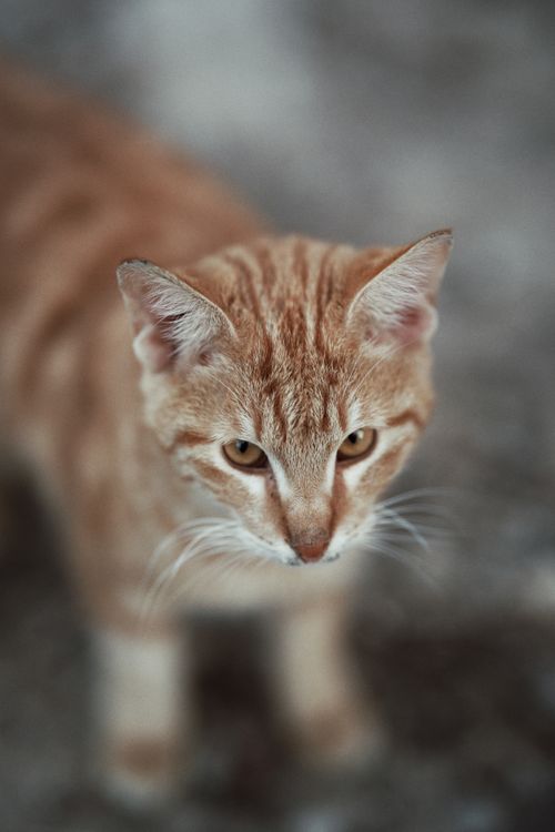 Free A detailed close-up of an orange tabby cat looking intently at something off-camera. Stock Photo