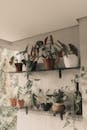 Indoor Plant Display on Wire Shelves