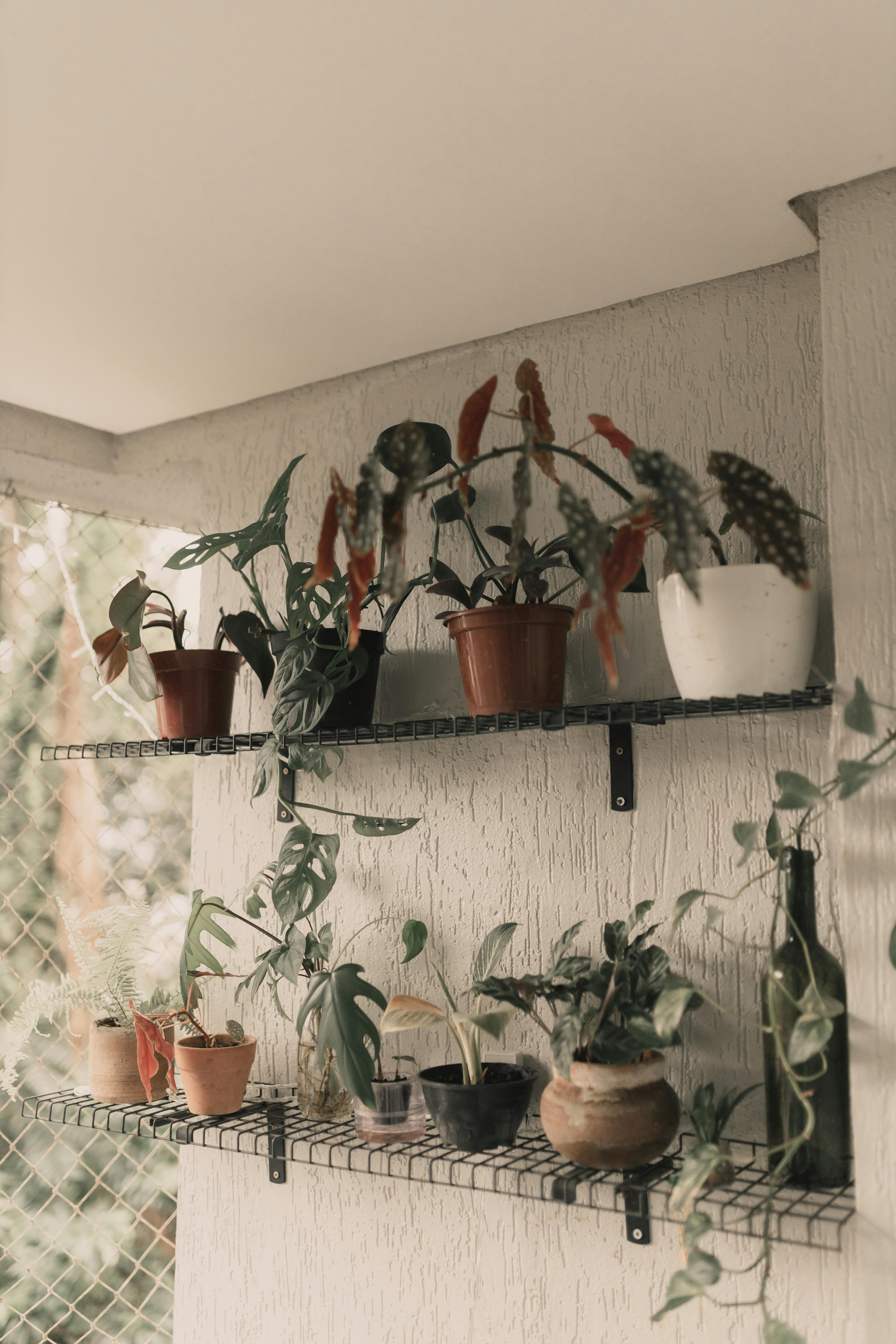 Gratuit O colecție de diverse plante de interior în ghivece dispuse pe rafturi de sârmă cu lumină ambientală blândă. Fotografie de stoc