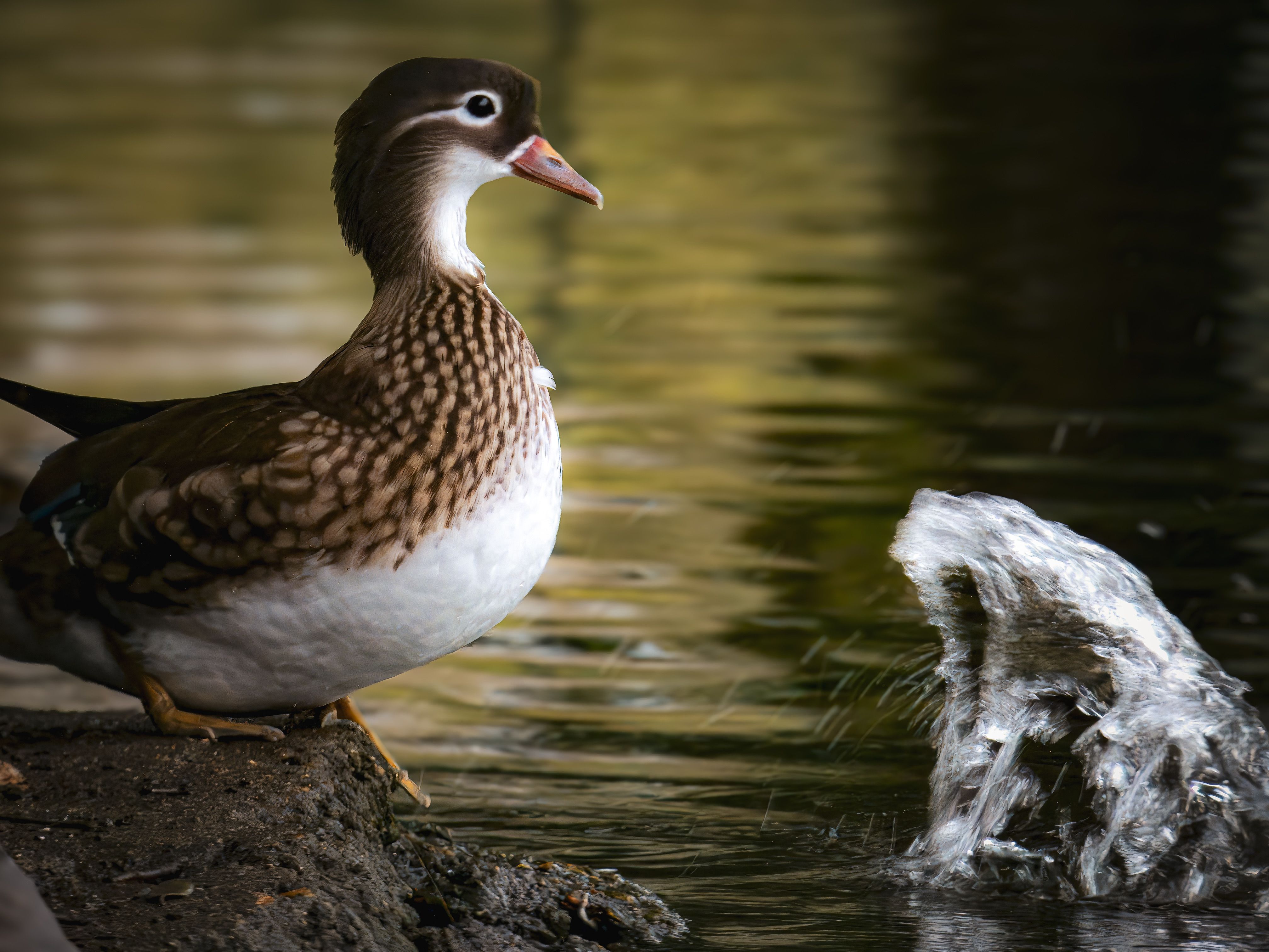 Hermoso Pato Mandarín Junto Al Agua Con Ondas · Foto de stock gratuita