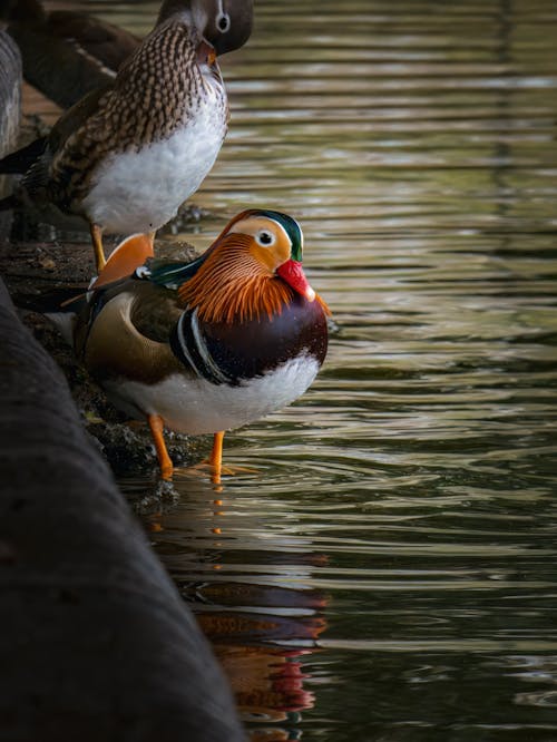 Xxx issiq qizlar Keksa ayollarning mushuk va kokraklarini yalagan porno videolari