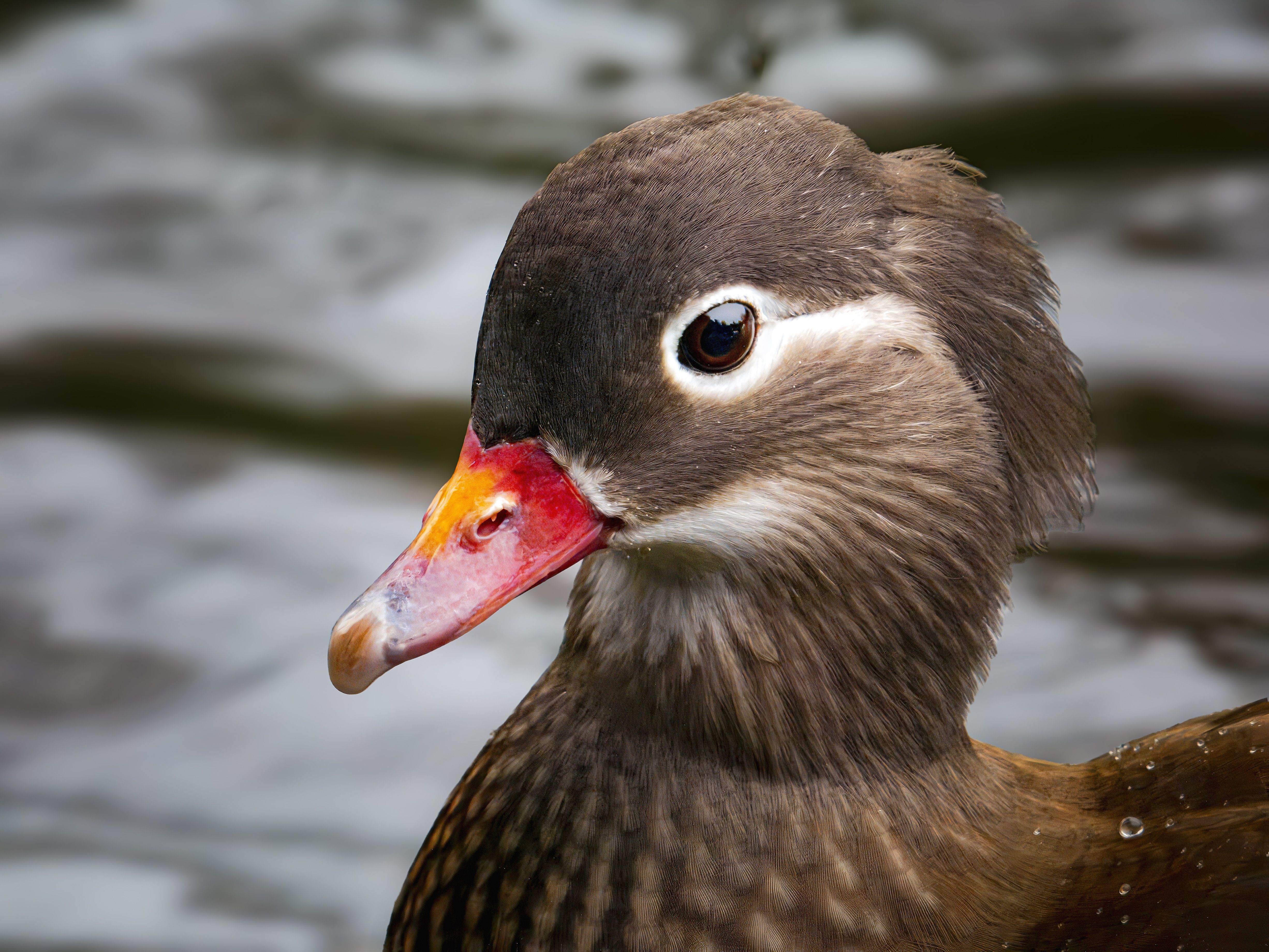Close-up of a Beautiful Mandarin Duck in Water · Free Stock Photo