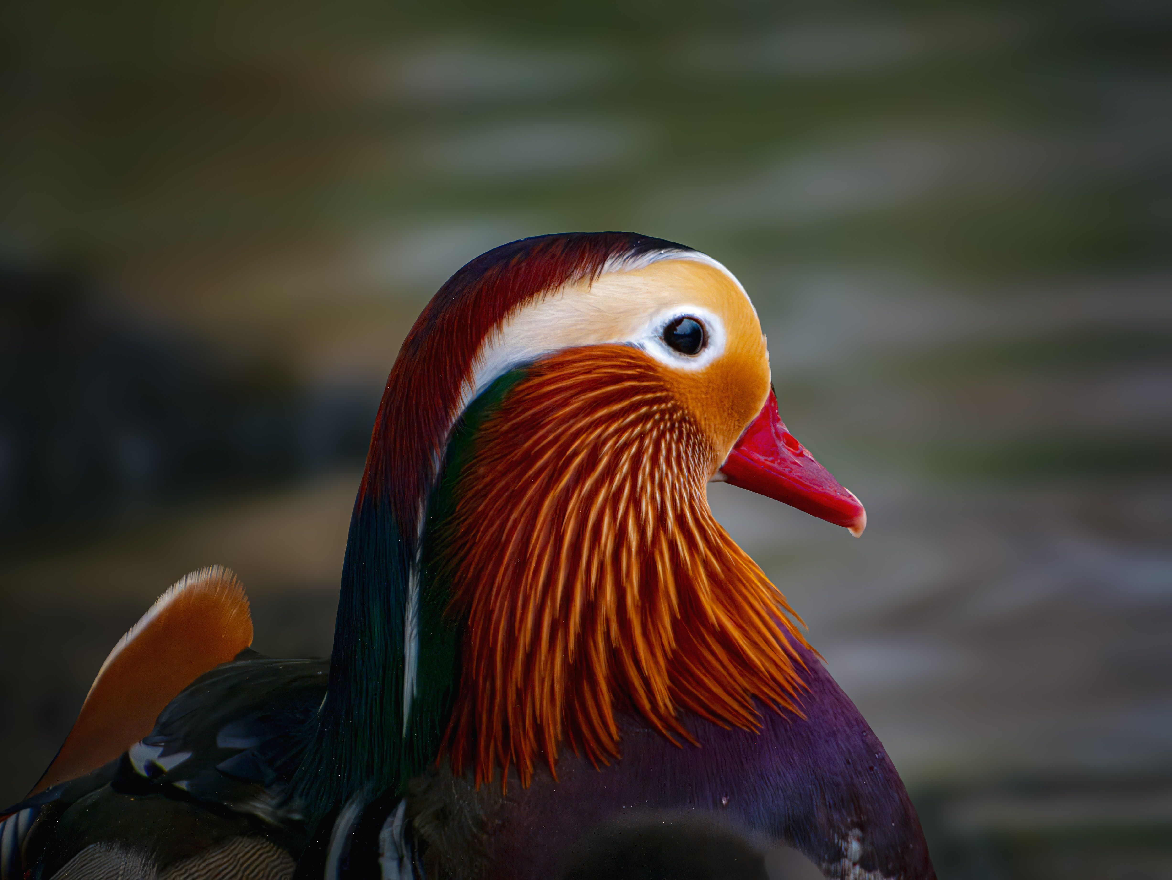Close-up Shot of a Vibrant Mandarin Duck · Free Stock Photo