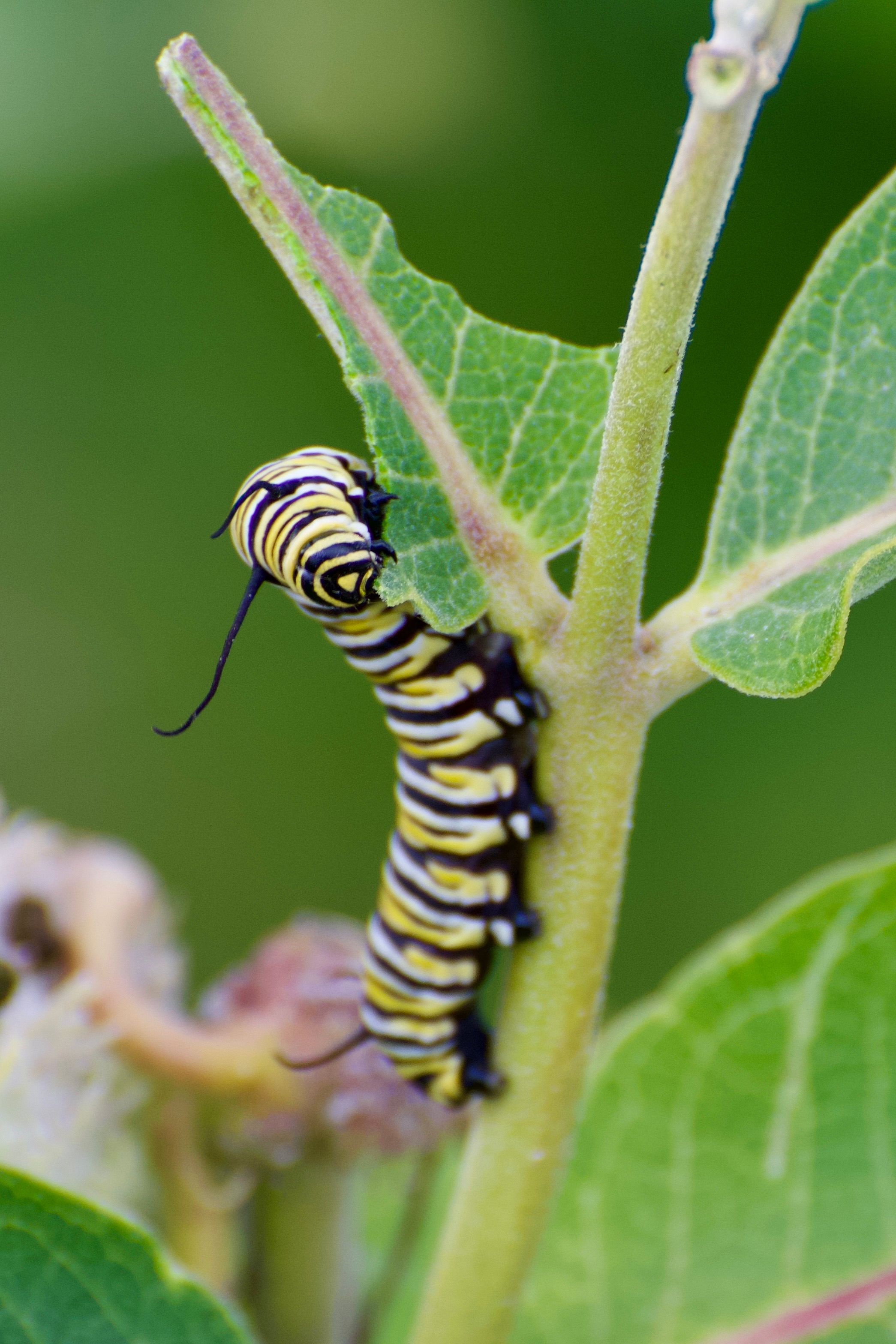 Close Up Ulat Raja Di Daun Milkweed · Foto Stok Gratis