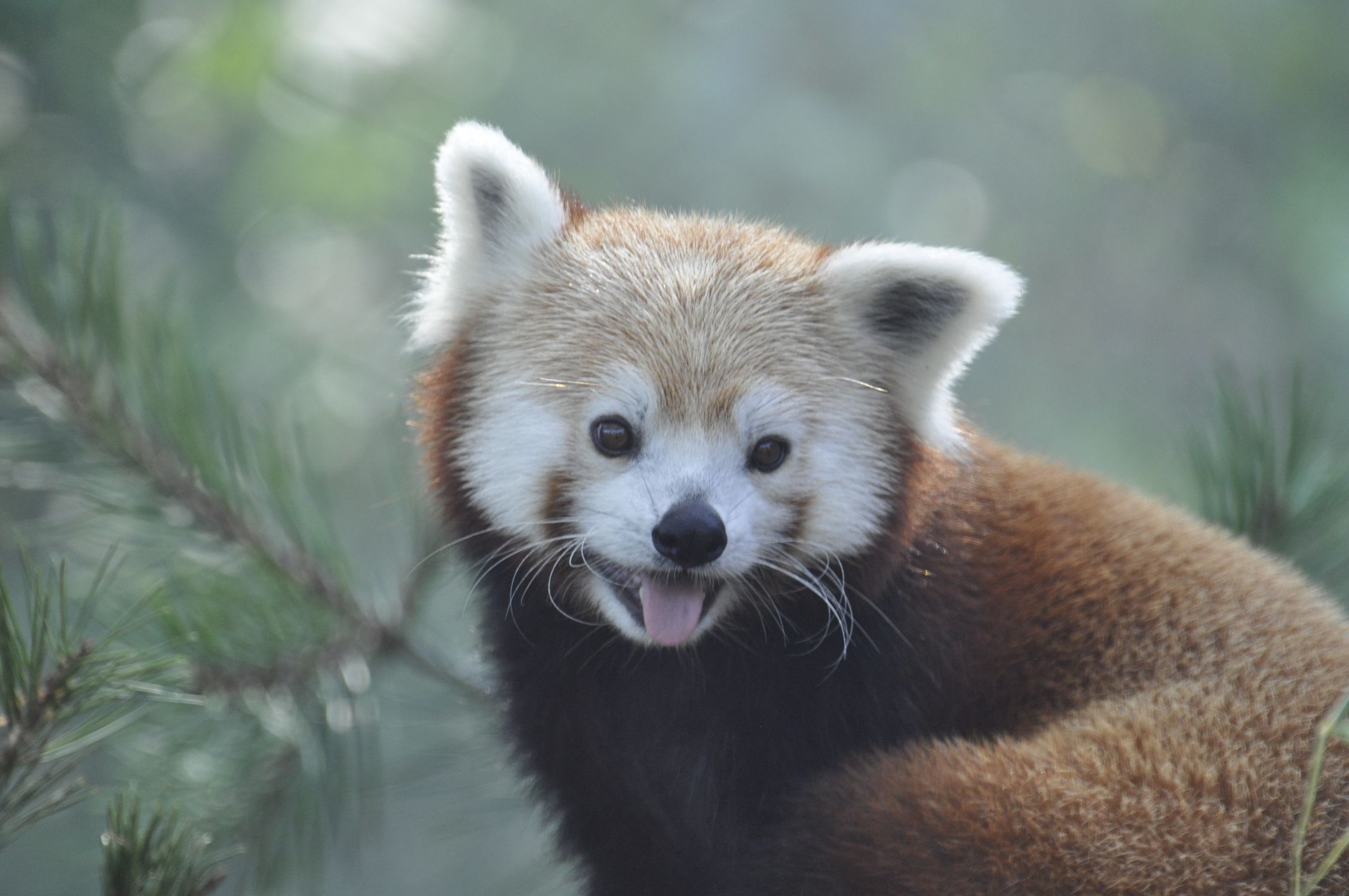 Close Up Of A Red Panda In Natural Habitat Free Stock Photo close-up-of-a-red-panda-in-natural-habitat-free-stock-photo