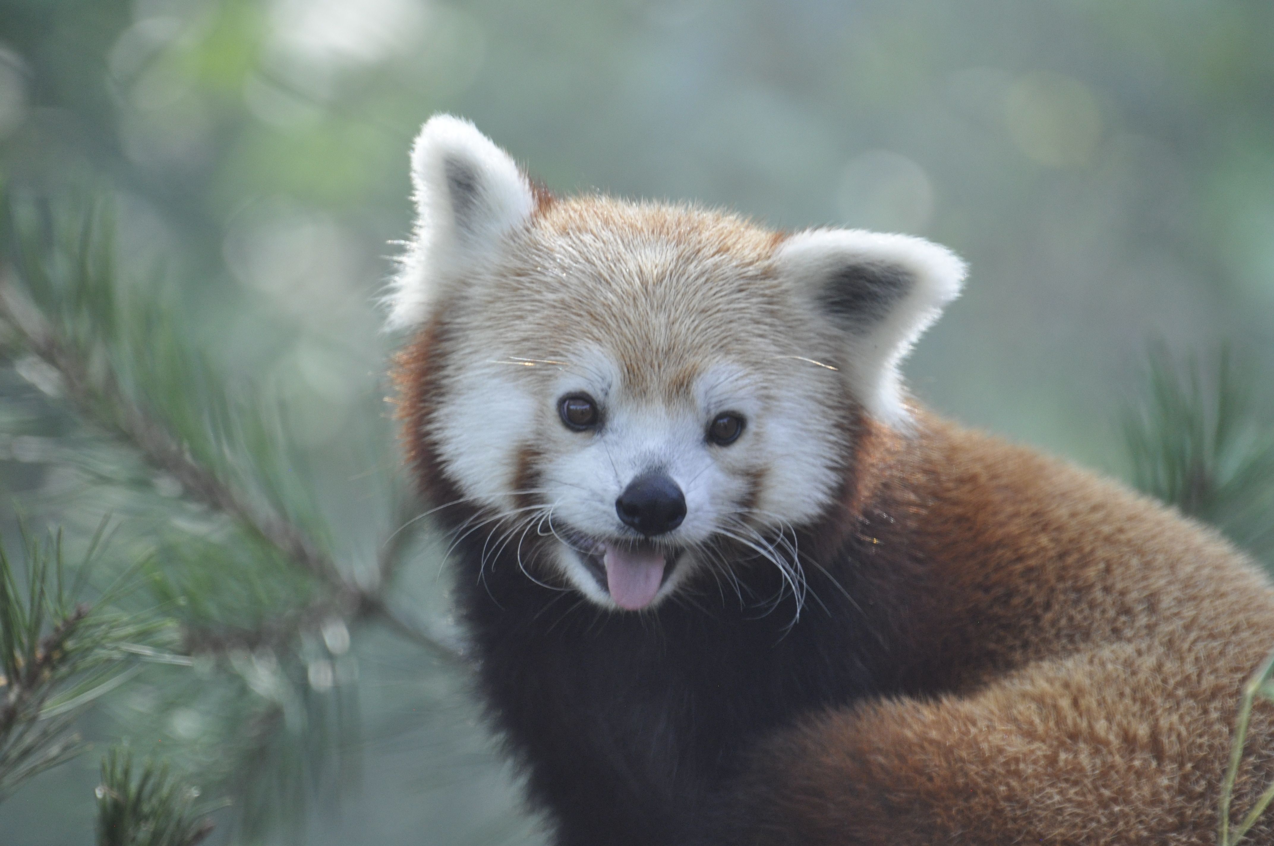 Gros Plan D'un Panda Roux Dans Son Habitat Naturel · Photo gratuite