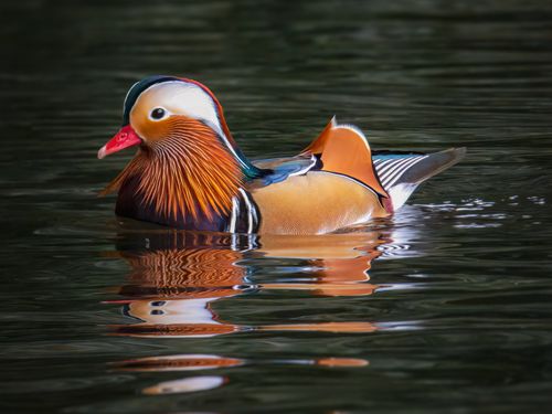 Free Close-up of a colorful Mandarin duck floating gracefully on calm water. Stock Photo