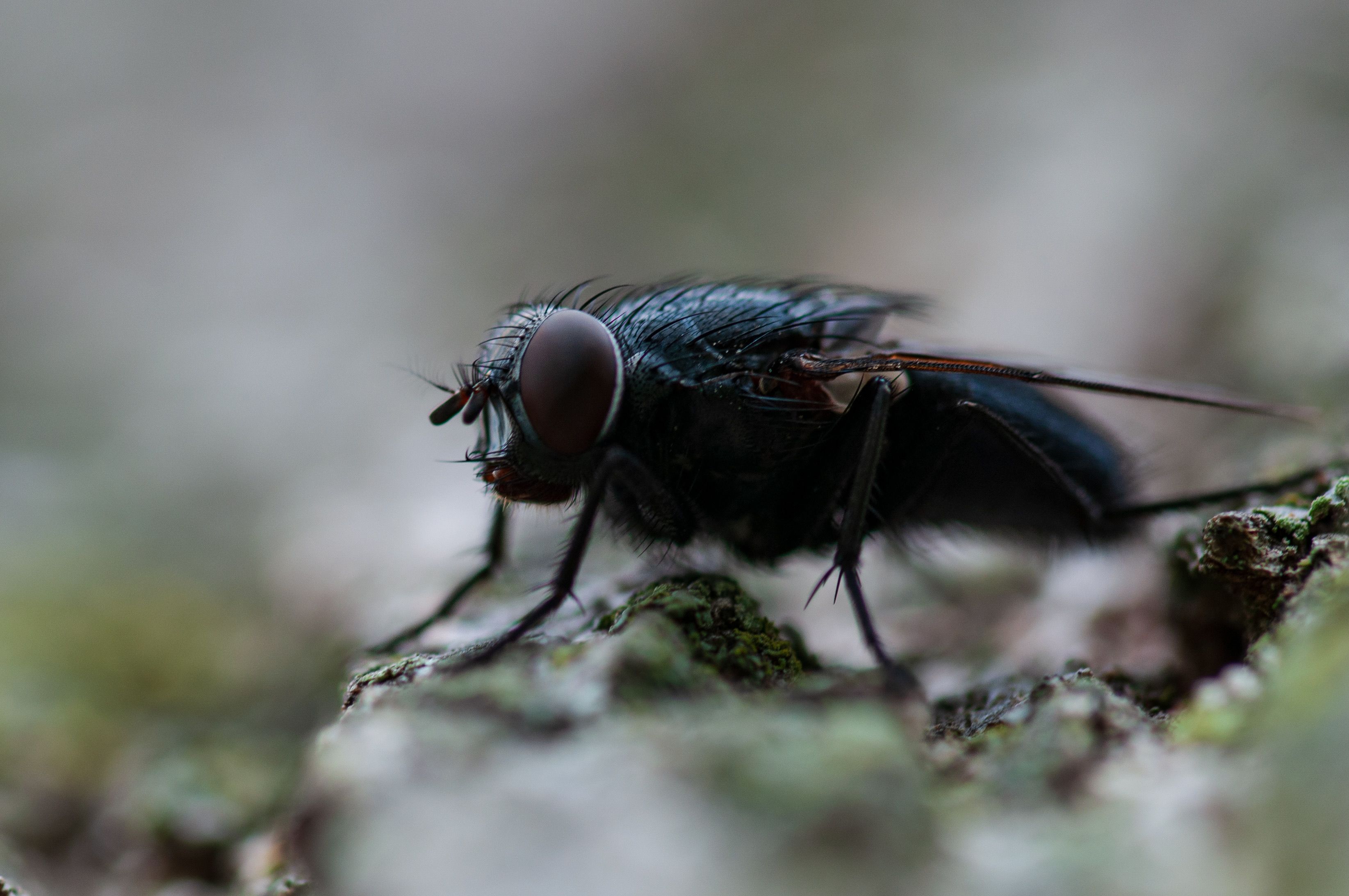 Close-up of a Fly on Natural Surface · Free Stock Photo