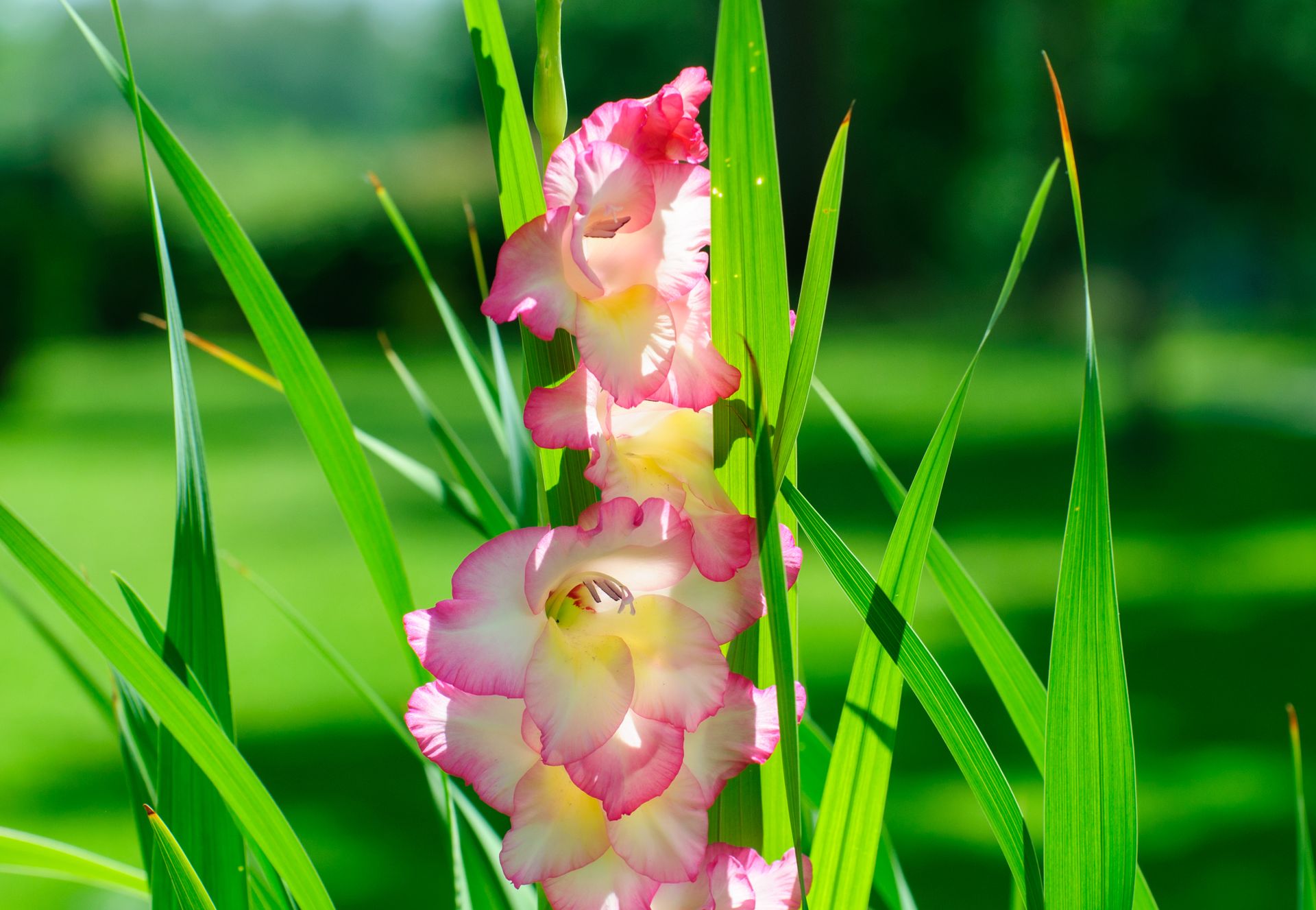 Close-up of a stunning pink and white gladiolus flower blooming amidst vibrant green leaves.