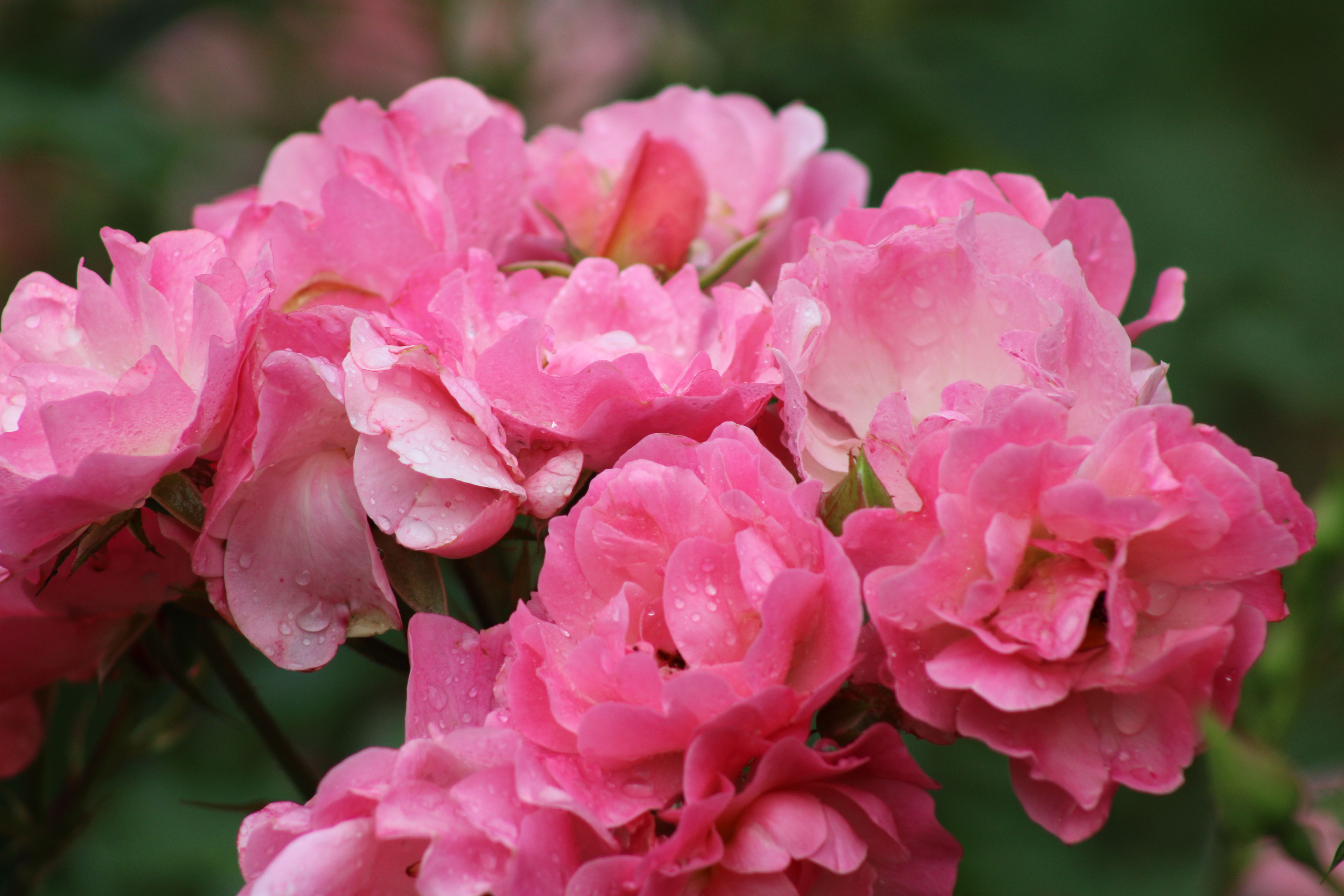 Close-up of Dew-covered Pink Roses in Toronto · Free Stock Photo