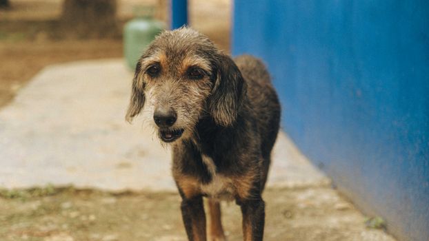 Adorable scruffy dog standing outside against a blue wall, looking curious.