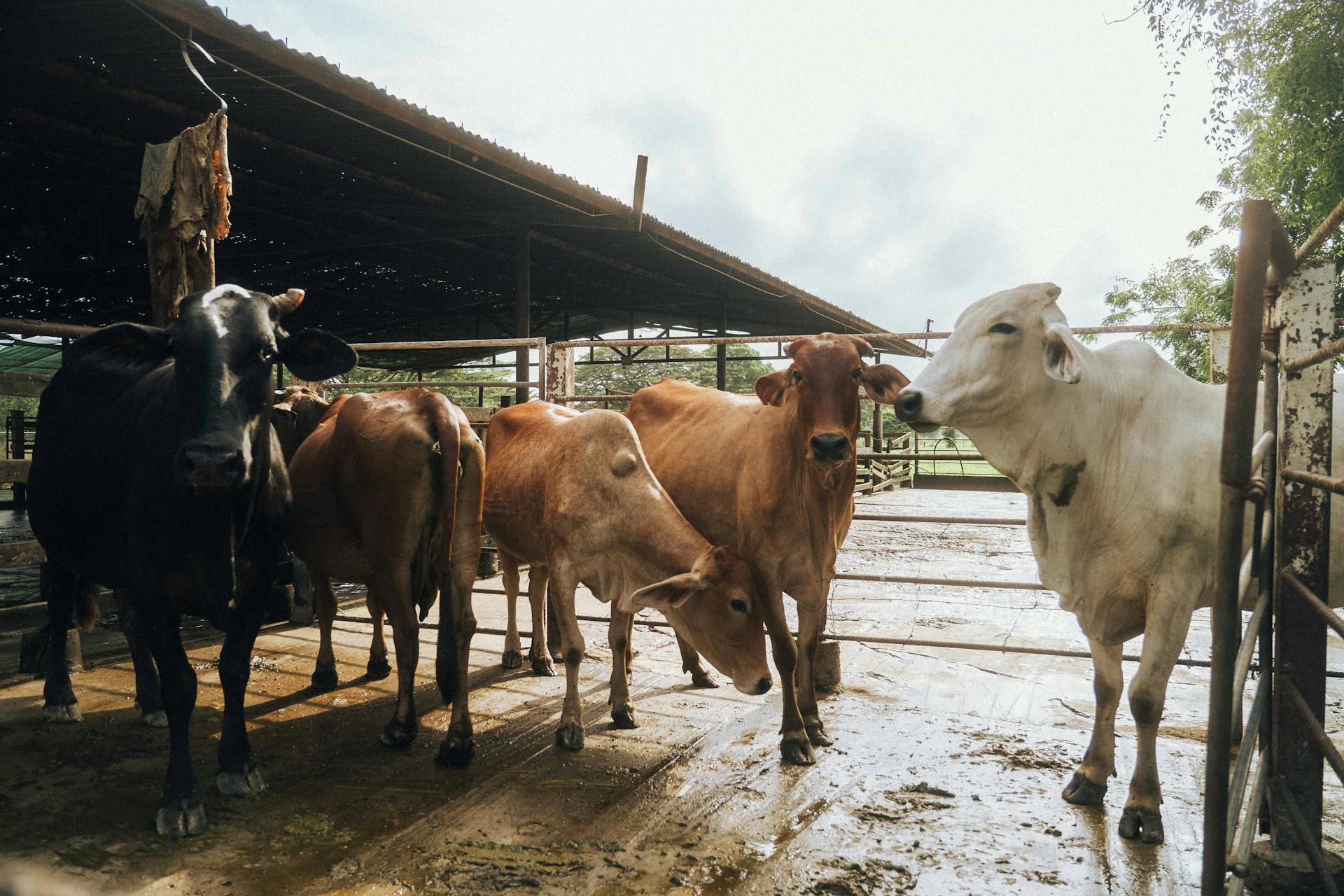 Cows standing in a farm pen with a rustic and natural atmosphere.