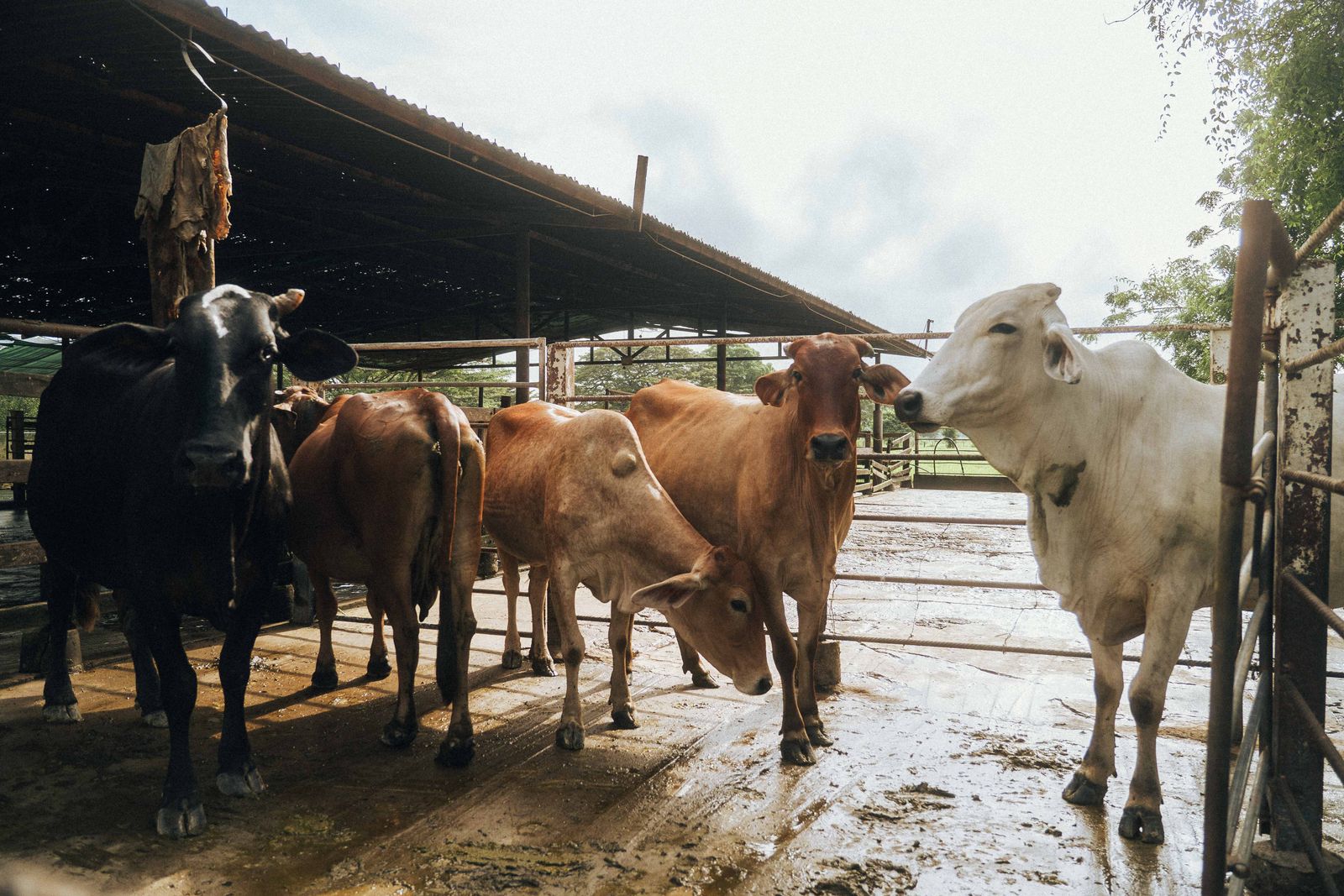 Vacas de colores distintos en un corral techado de una granja