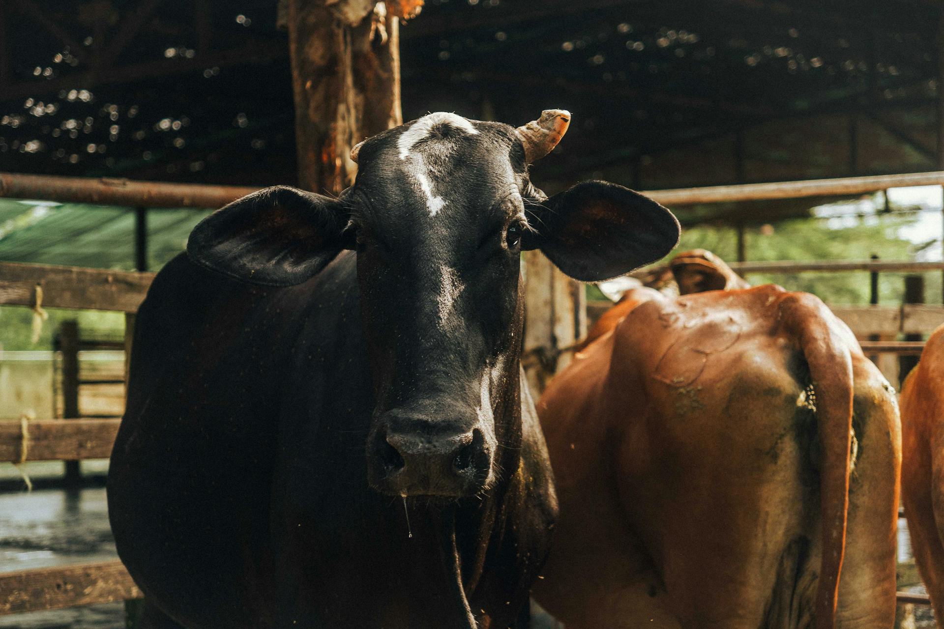 A close-up view of a cow in a rustic barn, showcasing agricultural life.